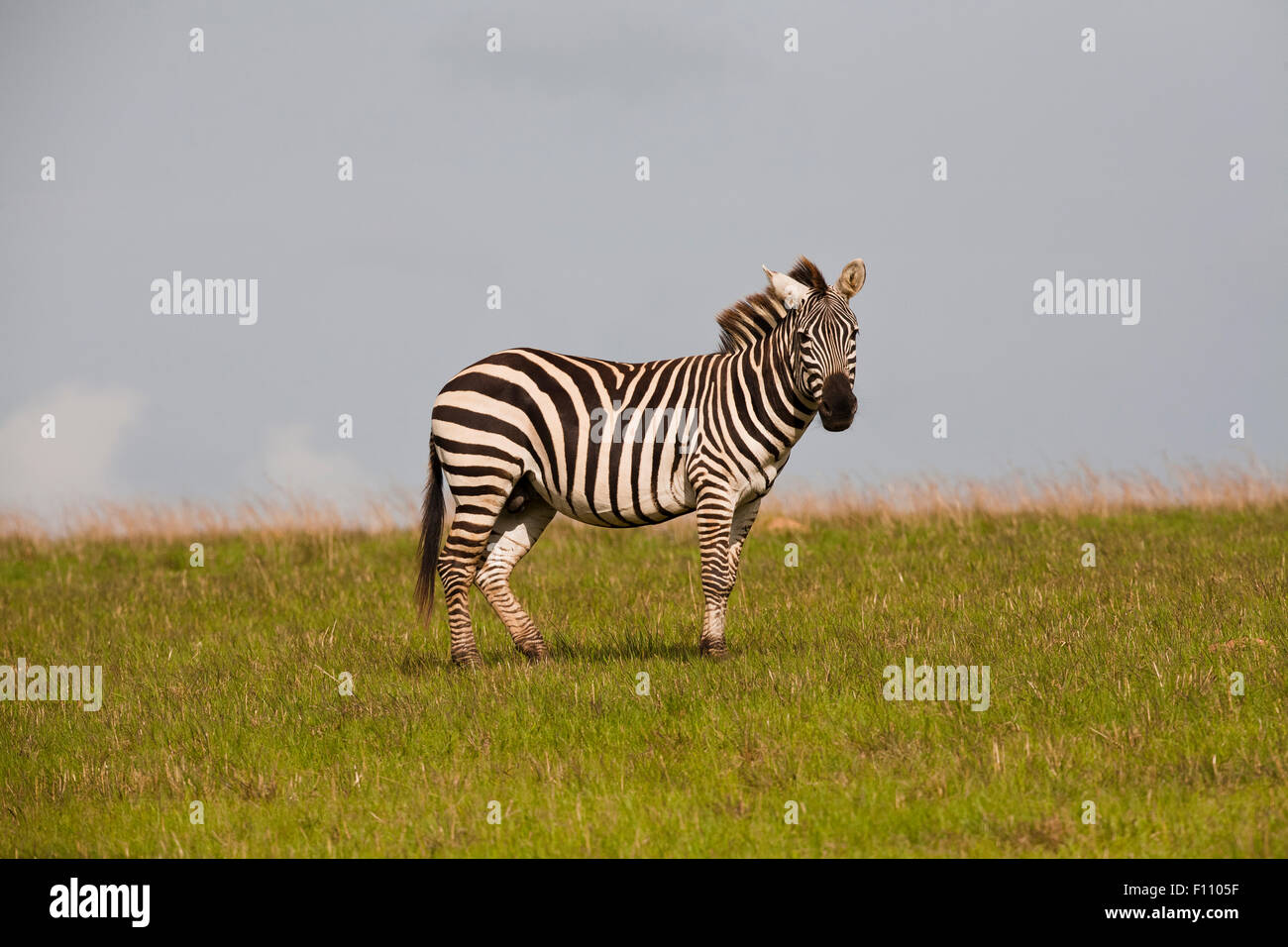 Lone Plains Zebra standing along a hill along the prairie with a soft blue backdrop Stock Photo
