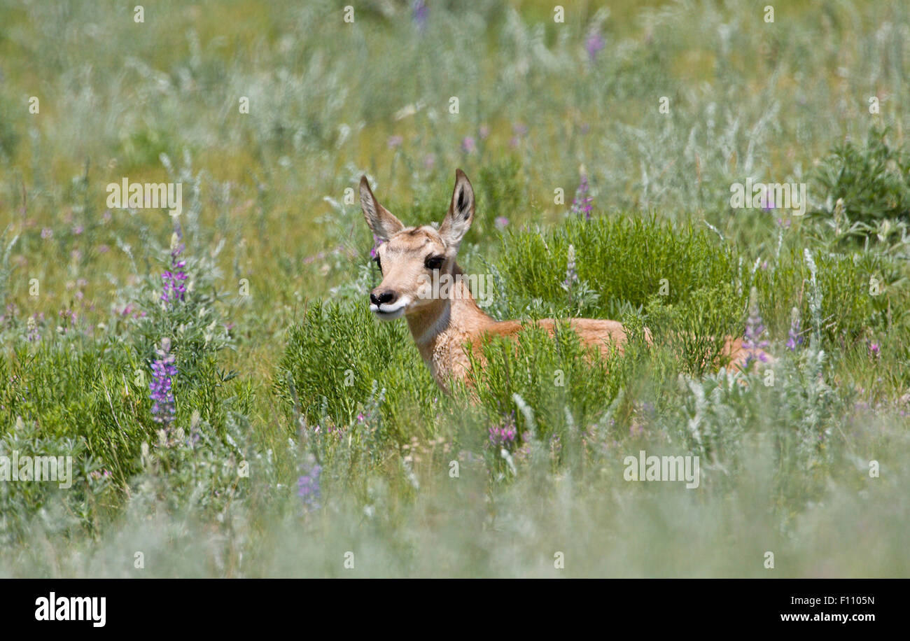 Baby pronghorn antelope lying in a field of lupine flowers in Yellowstone National Park in Wyoming Stock Photo
