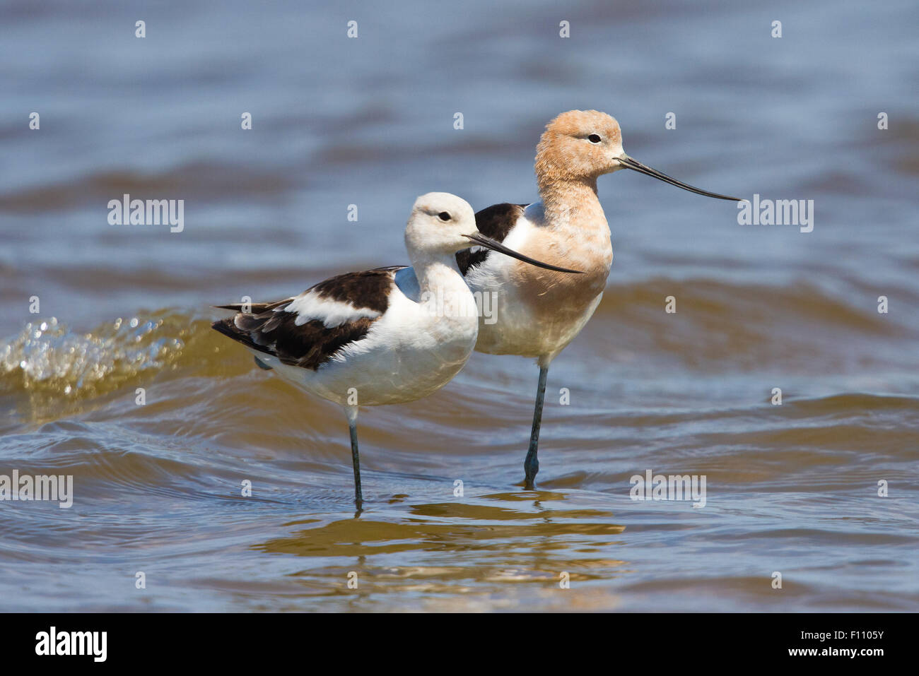 Male and Female American Avocet birds, or Recurvirostra americana, standing in along the shoreline of the Gulf of Mexico Stock Photo
