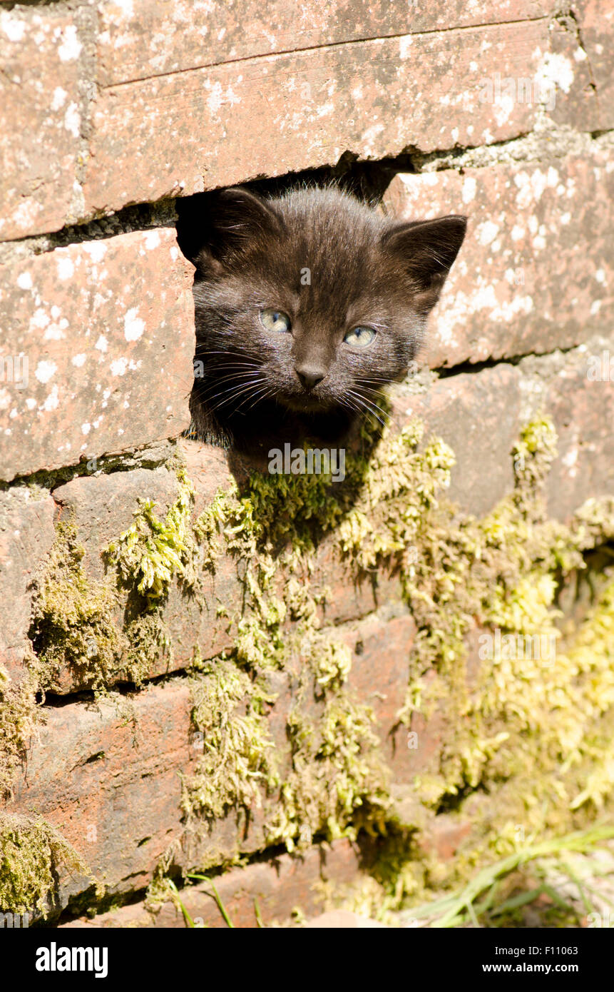black kitten poking its head through a hole in a wall. UK. Stock Photo