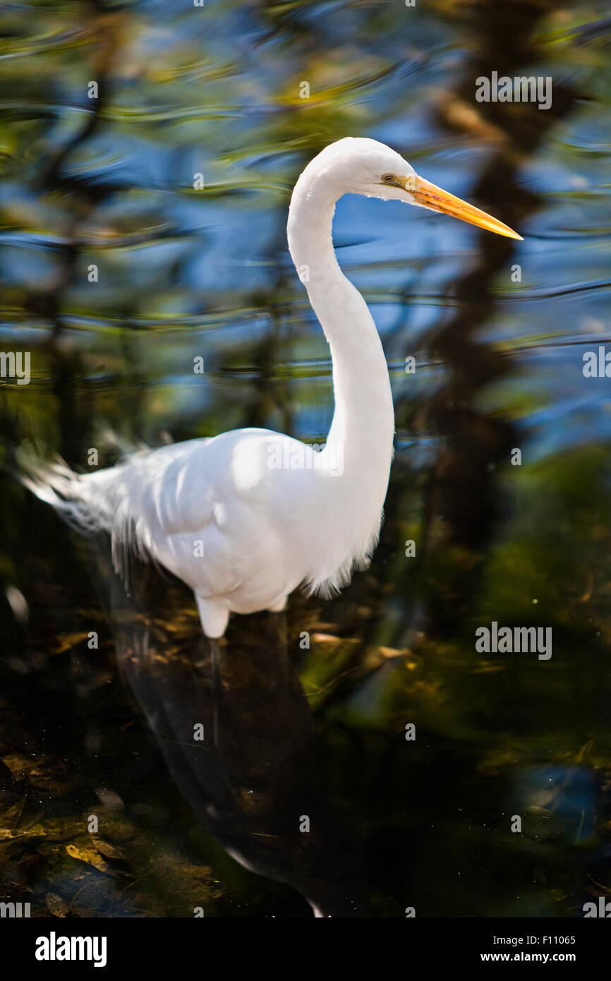 Great White Egret bird standing in shallow water with soft reflections as a backdrop Stock Photo