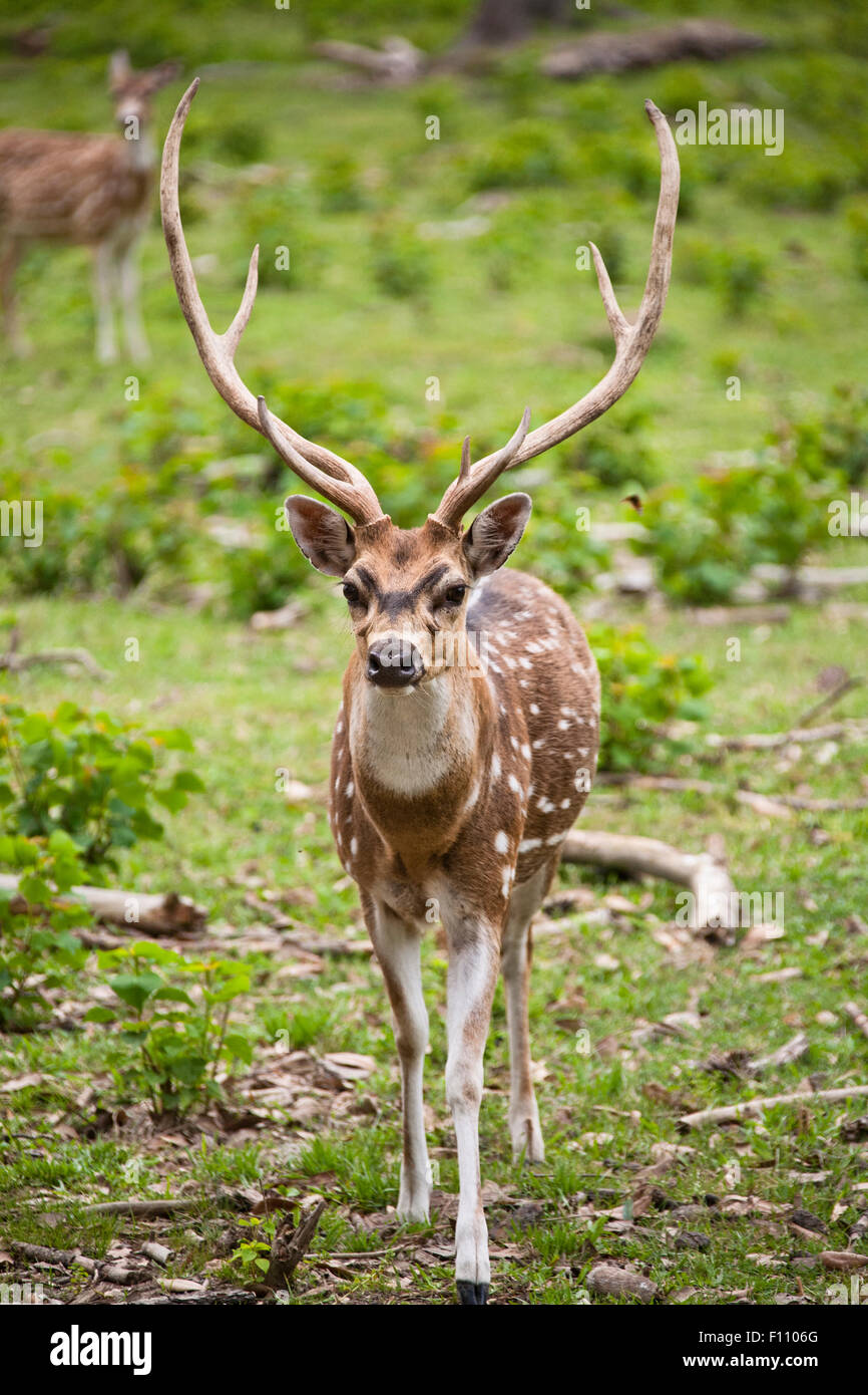 Père David's deer with a very large set of antlers is looking at the camera with a female out of focus in the background Stock Photo