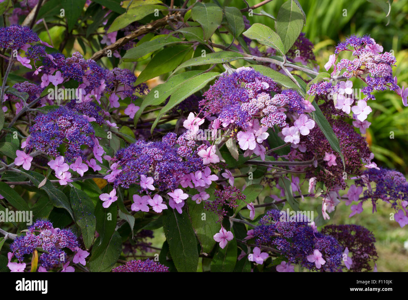 Lacecap flowers of the rough leaved Hydrangea aspera Villosa group Stock Photo