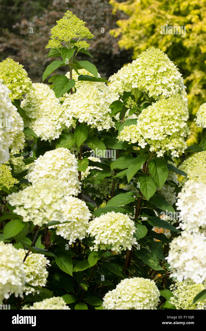 Greenish cream sterile flowers in the heads of the late flowering  Hydrangea paniculata 'Limelight' Stock Photo