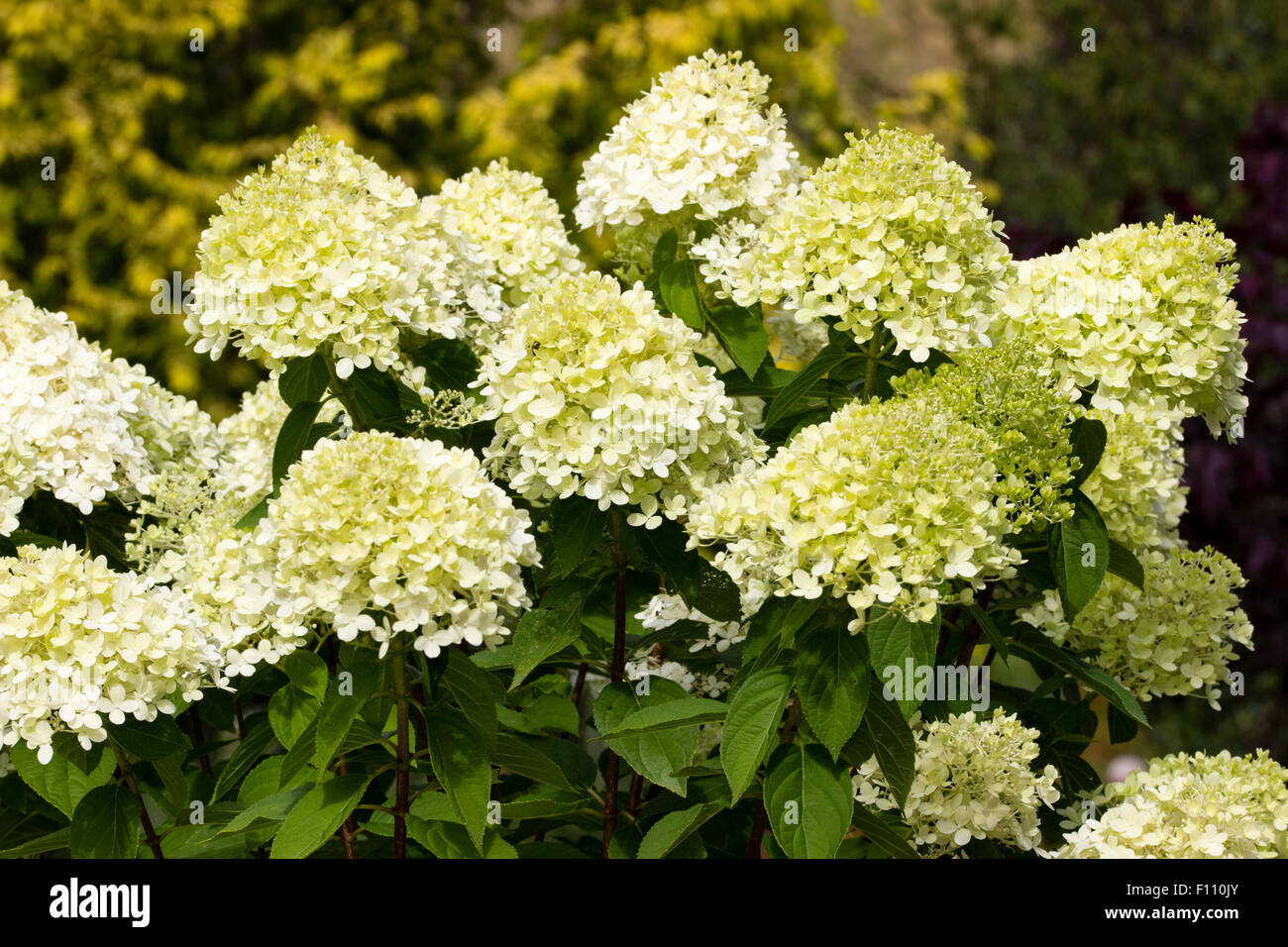 Greenish cream sterile flowers in the heads of the late flowering  Hydrangea paniculata 'Limelight' Stock Photo