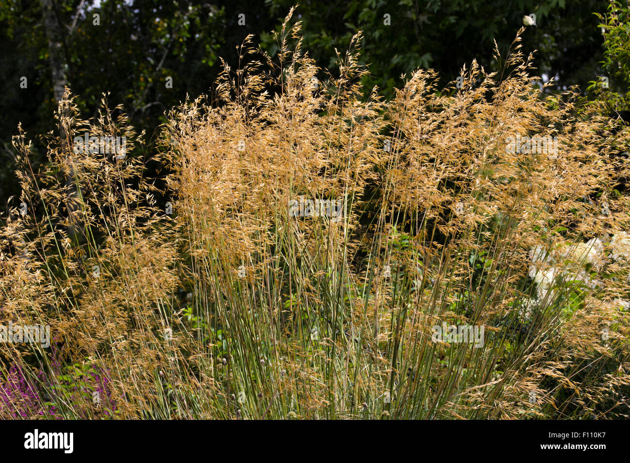 Golden seed heads of the ornamental flowering grass, Stipa gigantea Stock Photo Alamy