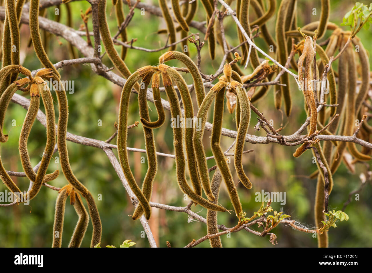 Caribbean Trumpet Tree (Tabebuia aurea) seed pods on natural background Stock Photo