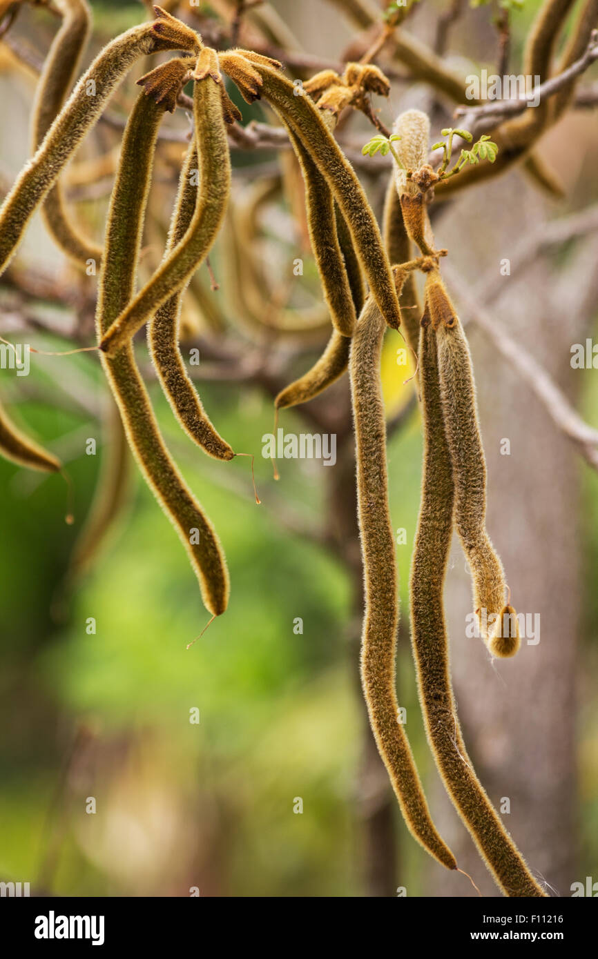 Caribbean trumpet tree hires stock photography and images Alamy