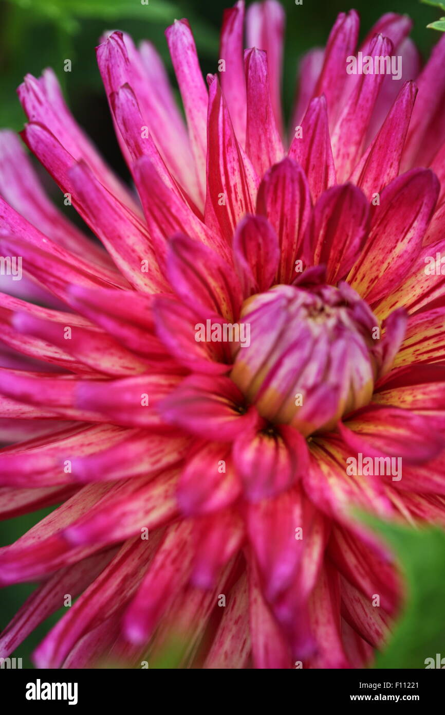 Colorful Dahlia Garden Stock Photo