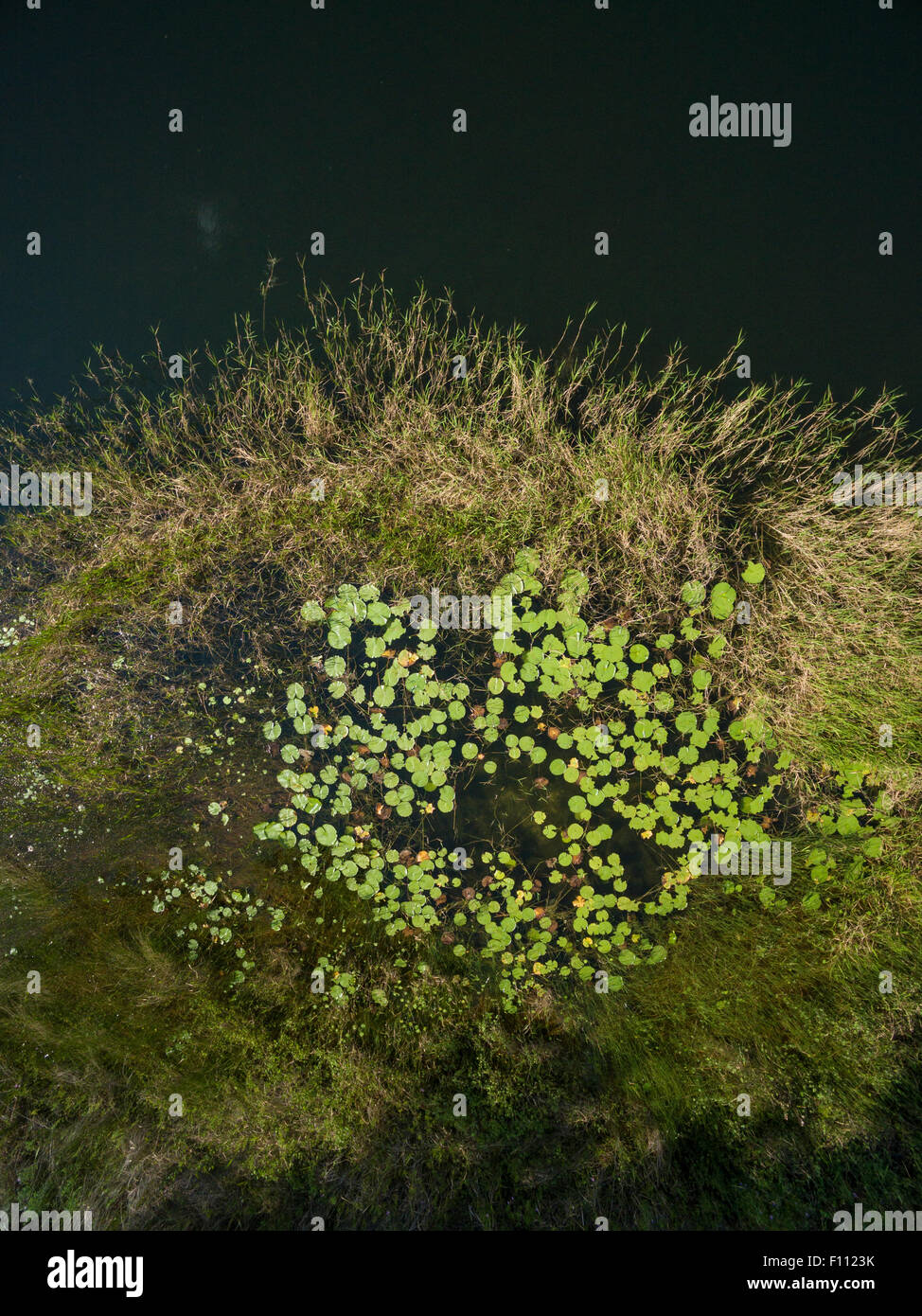 Overhead view of shoreline grasses and lily pads Stock Photo