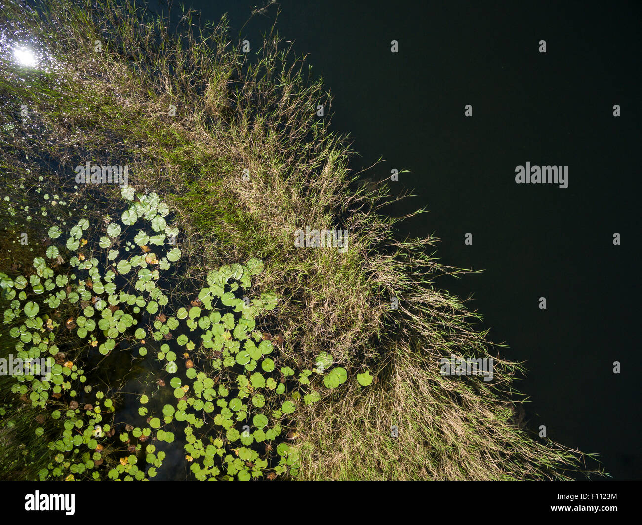 Overhead view of shoreline grasses and lily pads Stock Photo