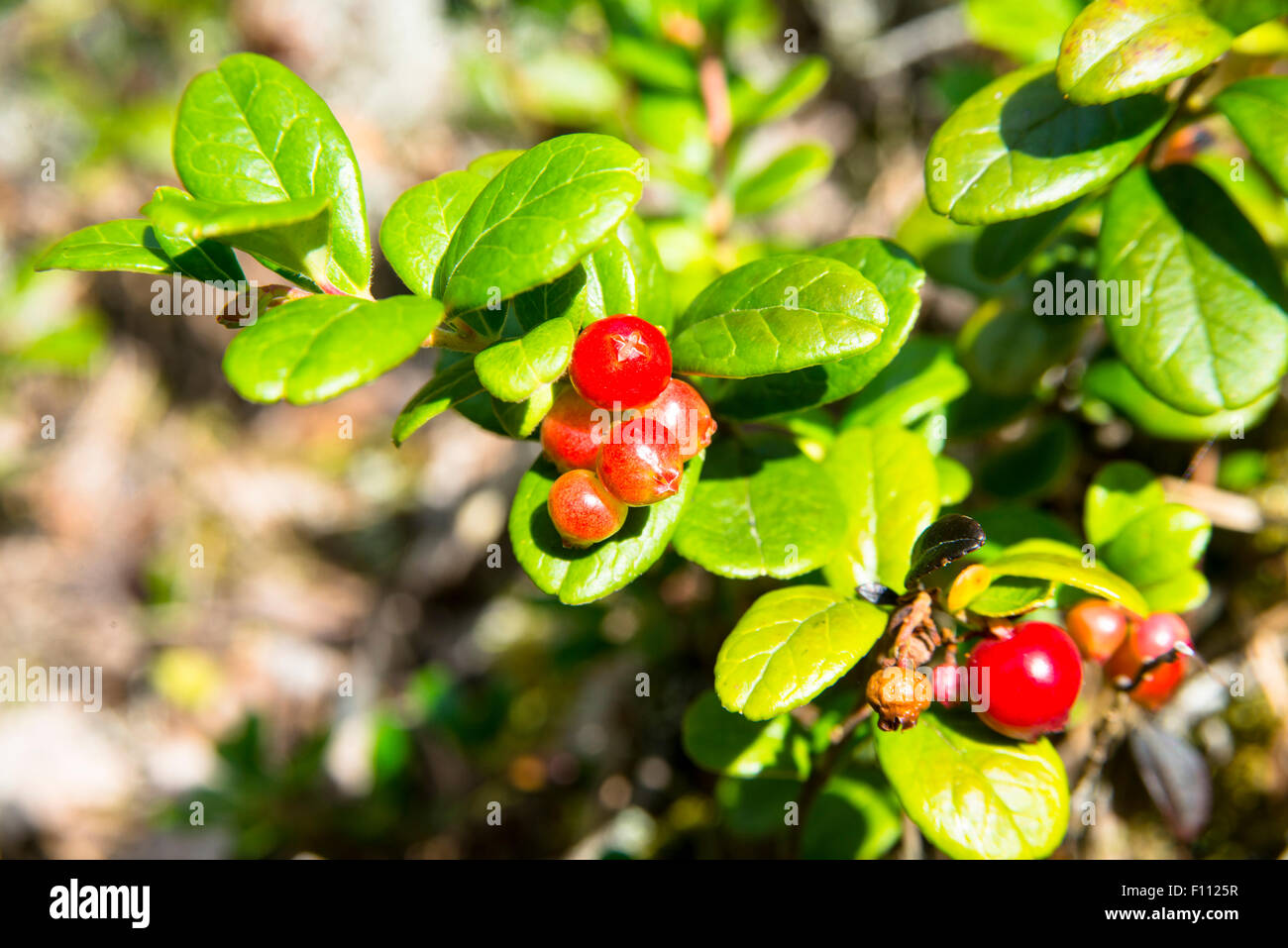 Mountain cranberries (Vaccinium vitis-idaea) Stock Photo