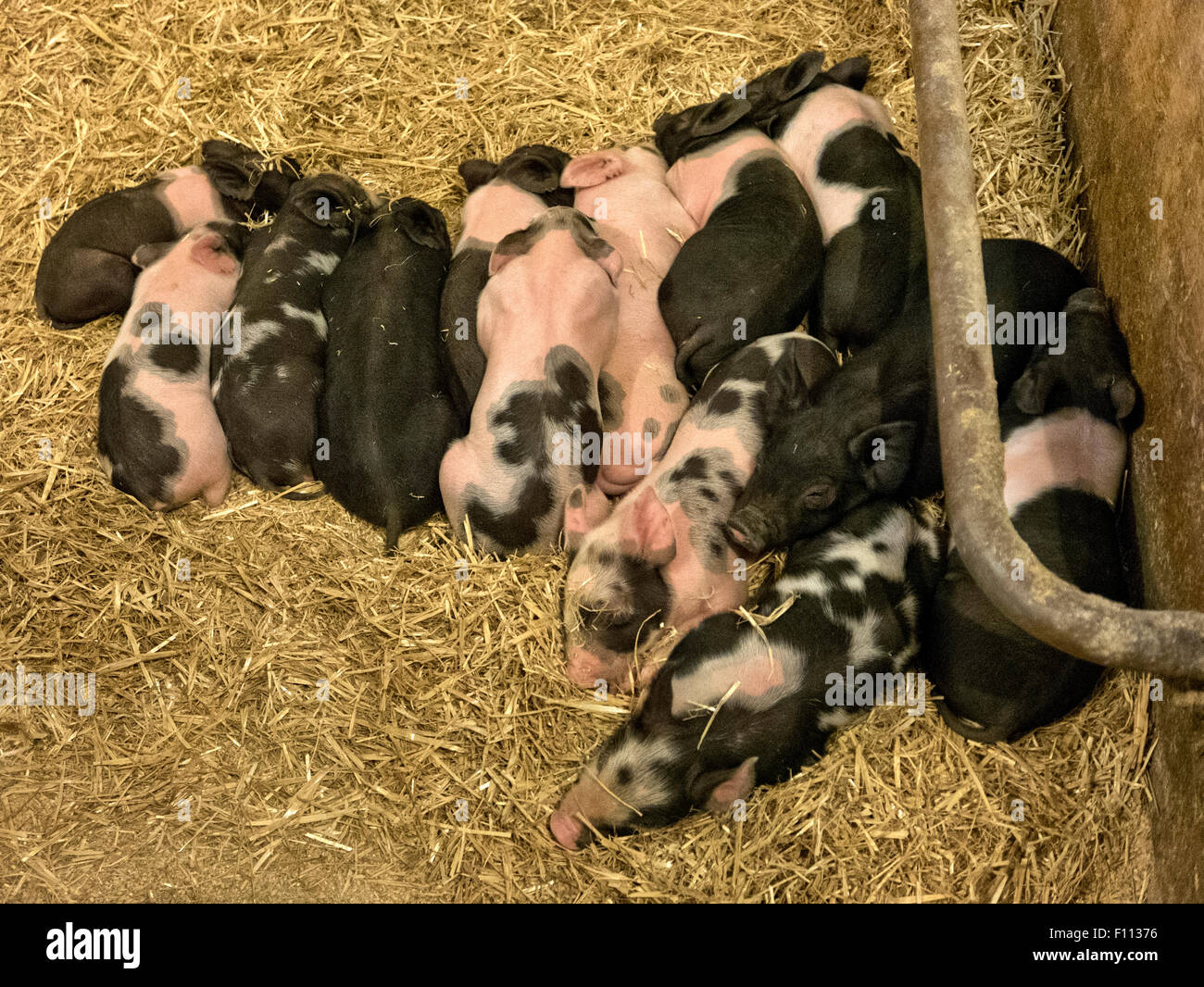 Berkshire Yorkshire X, 2 week old piglets sleeping. Stock Photo