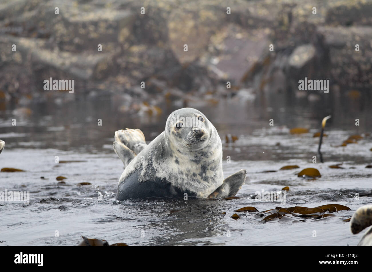 seal, grey, nature, island, mammal, atlantic, wildlife, animal, wild, england, natural, colony, national, isle, scotland, predat Stock Photo
