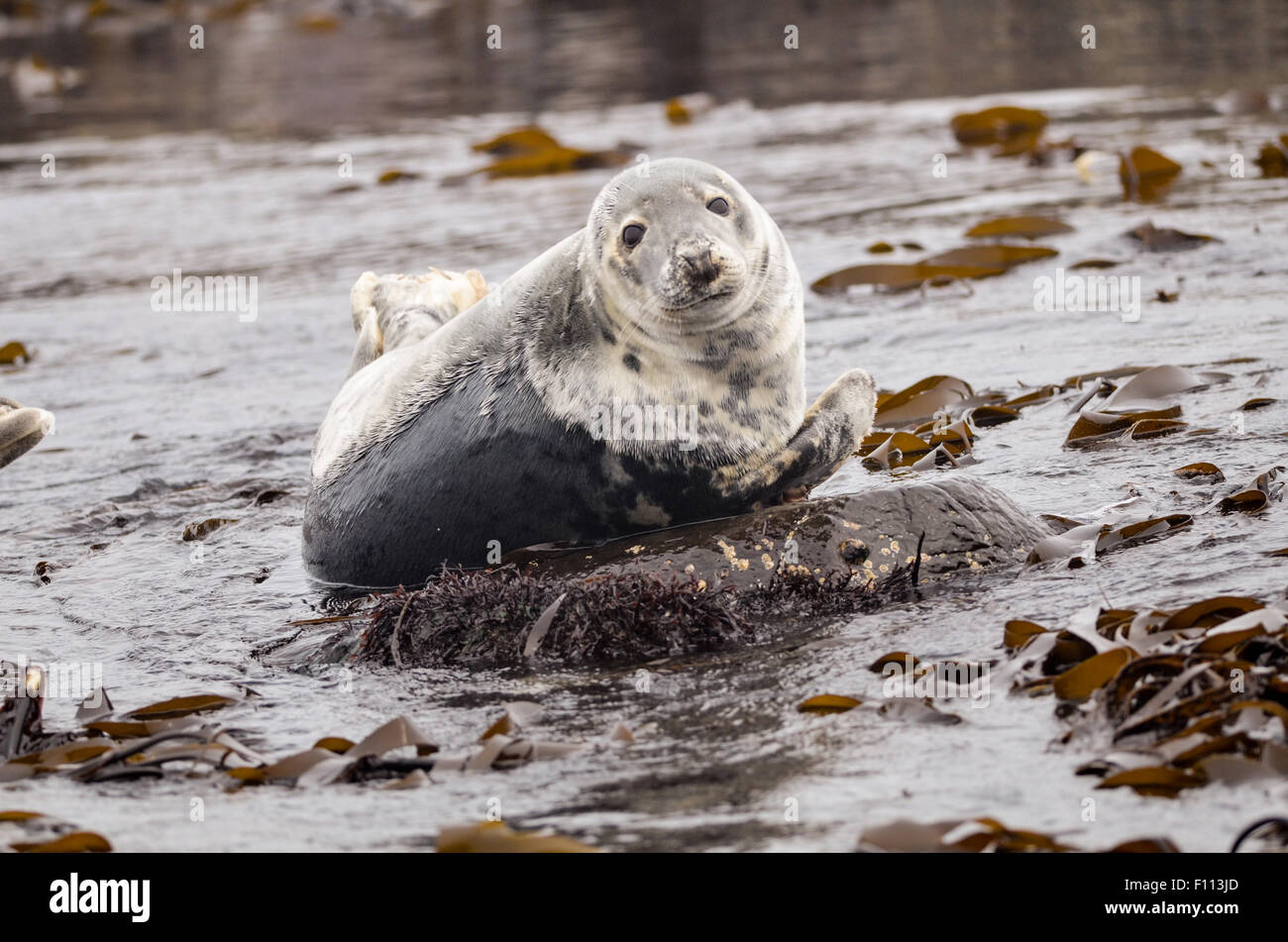 seal, grey, nature, island, mammal, atlantic, wildlife, animal, wild, england, natural, colony, national, isle, scotland, predat Stock Photo