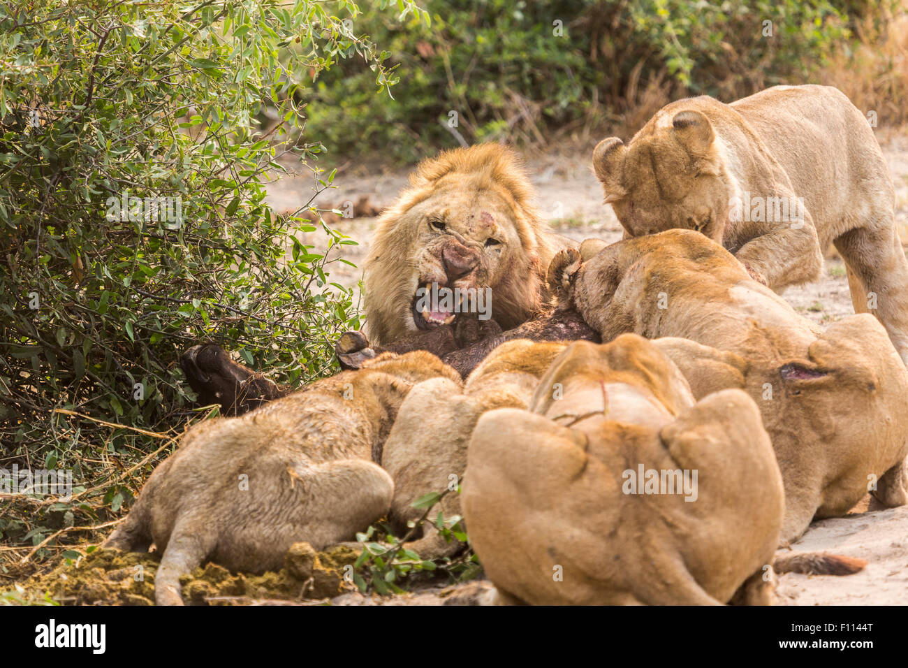 Lions (Panthera leo) fighting over feasting on a recent kill in