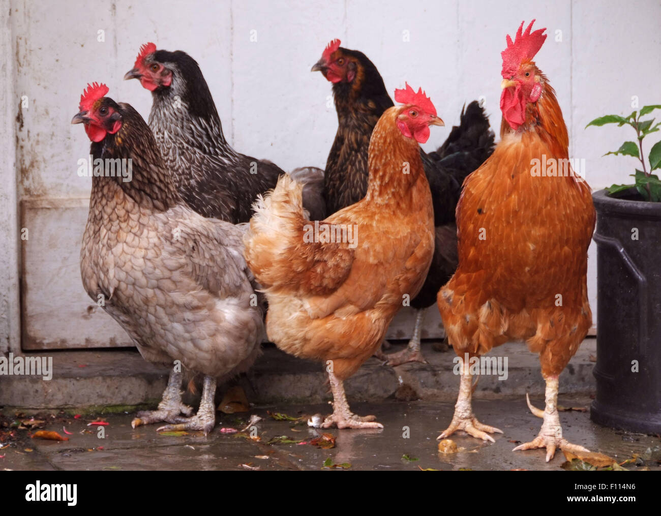 Uk Chicken House Stock Photos Uk Chicken House Stock Images Alamy