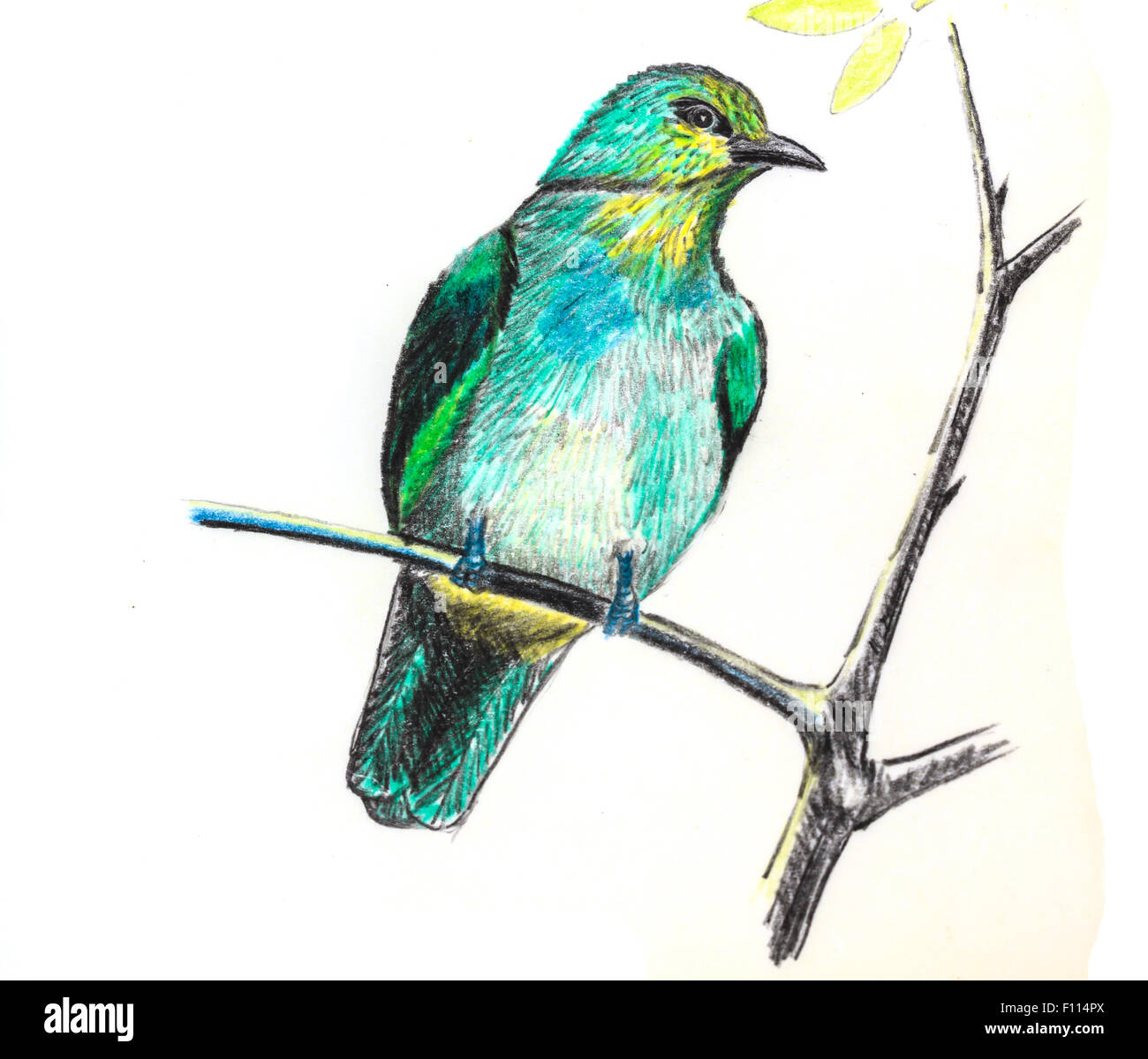 Bird watercolor drawing - bulbul look Drawing by Hasan Ahmed - Fine Art  America