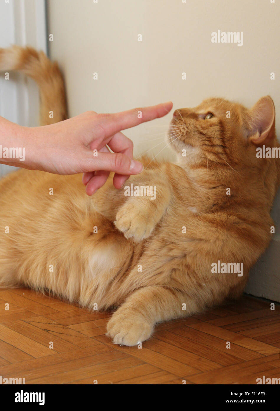Cat sniffing floor hires stock photography and images Alamy