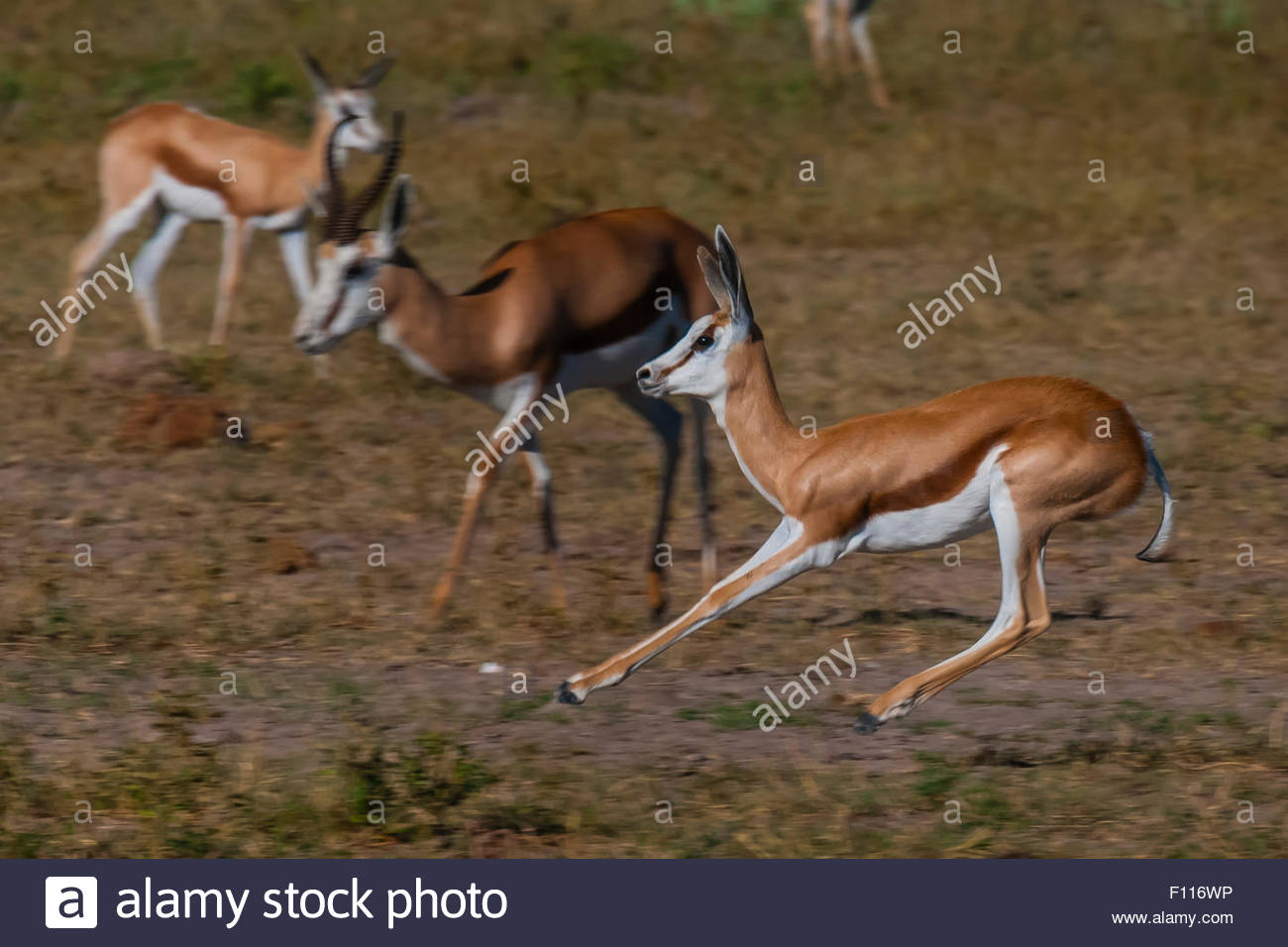 Springbok Jumping Stock Photos & Springbok Jumping Stock Images Alamy