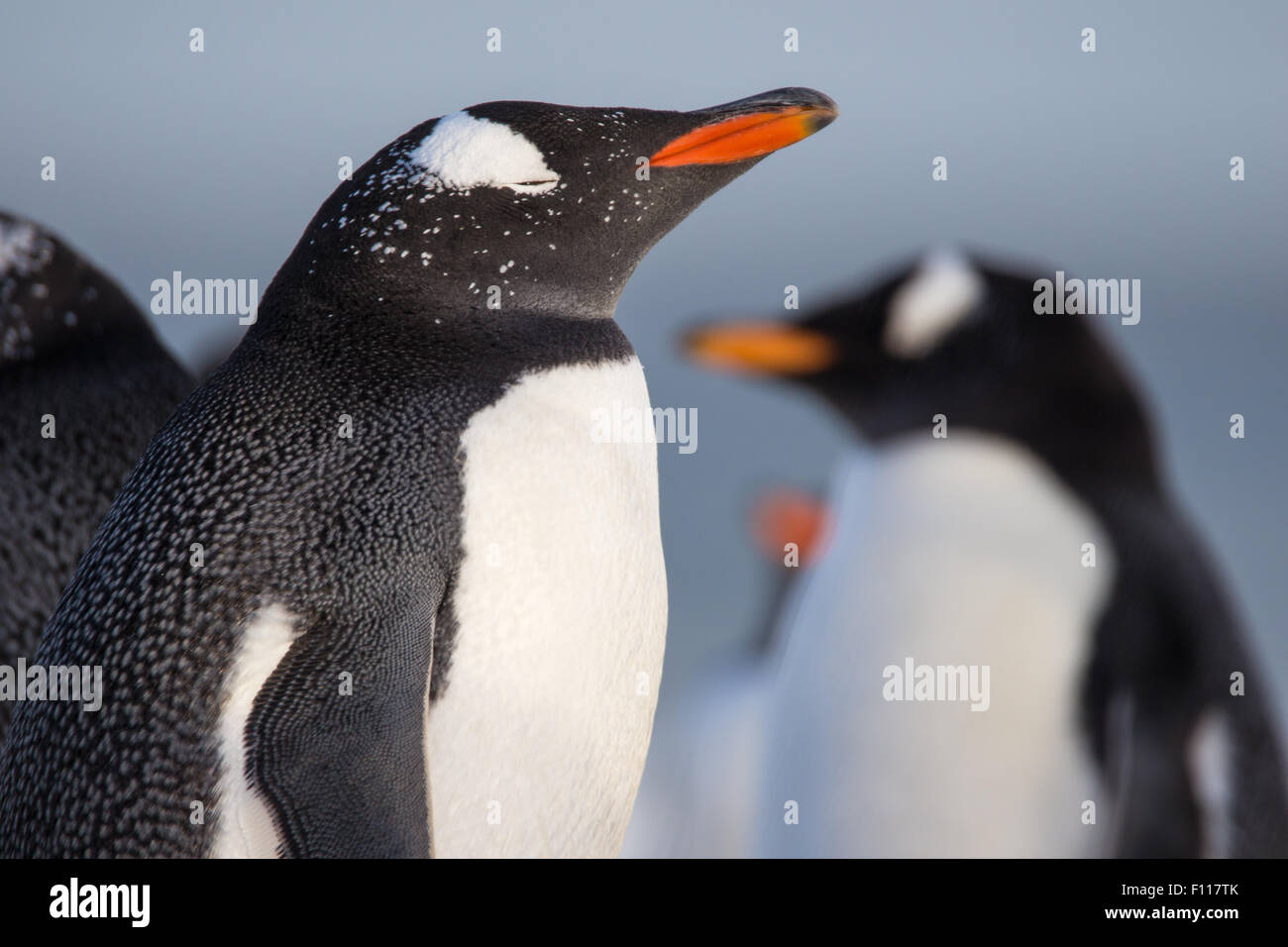 Gentoo Penguin/s on the beach. Falkland Islands. Stock Photo