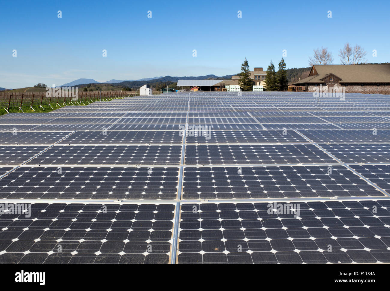 solar panels, solar energy, green energy, renewable energy, Frog's Leap