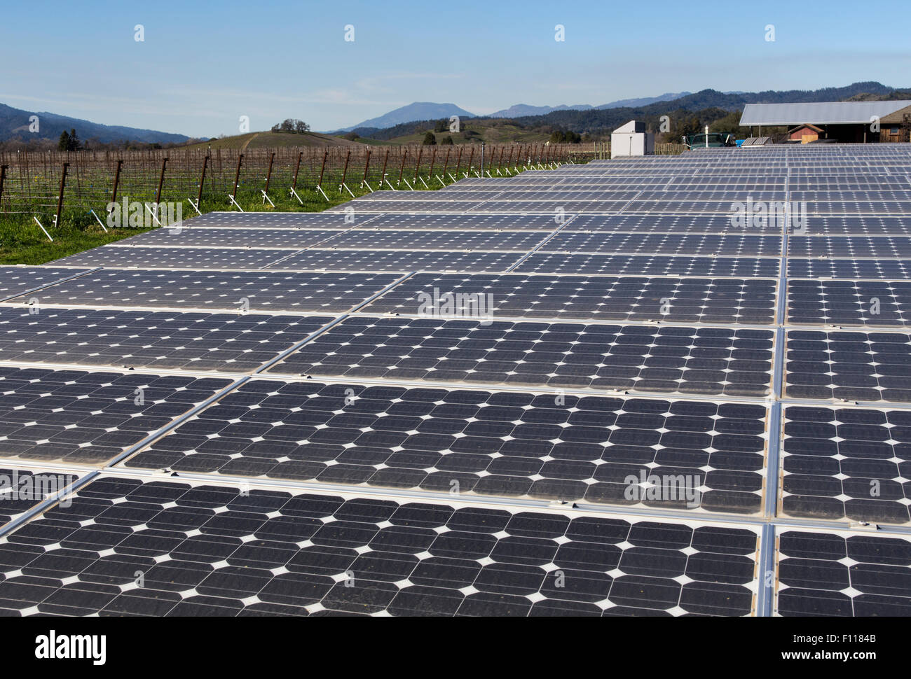 solar panels, solar energy, green energy, renewable energy, Frog's Leap