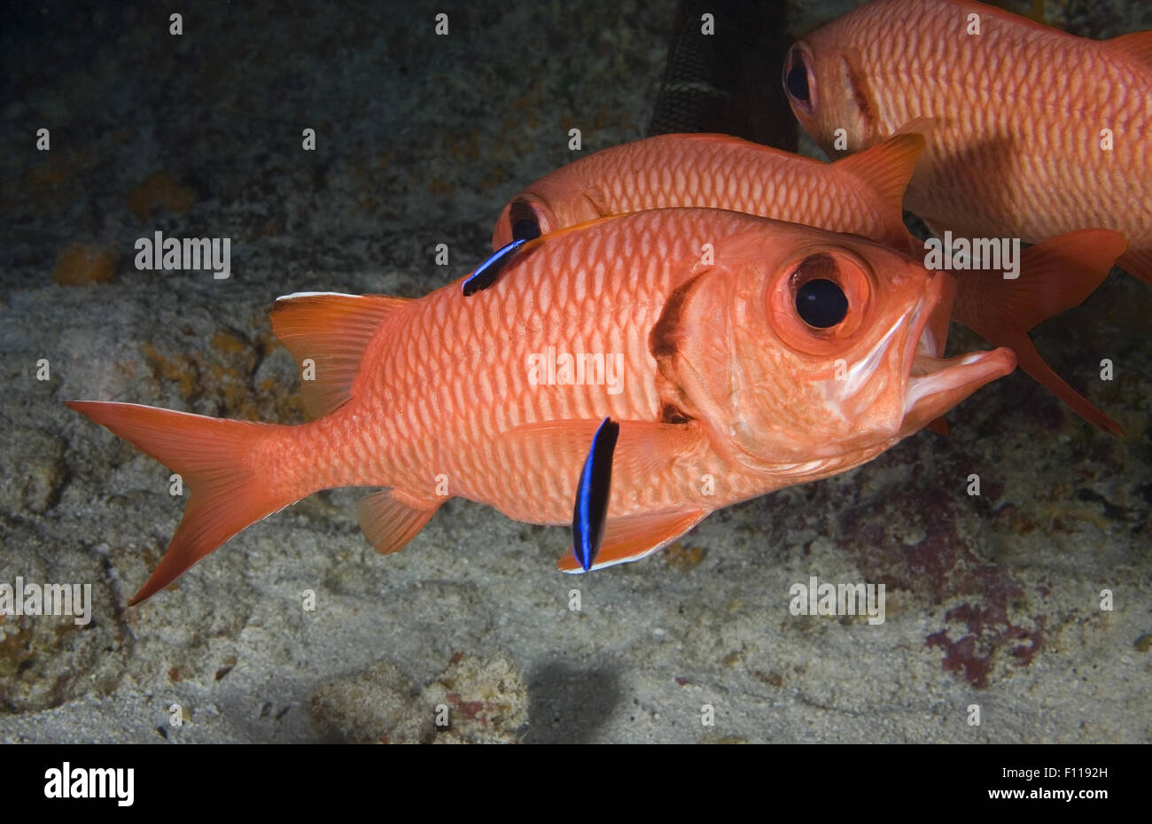 SOLDIERFISH CLEANNING BY TWO SMALL CLEANER WRASSE Stock Photo