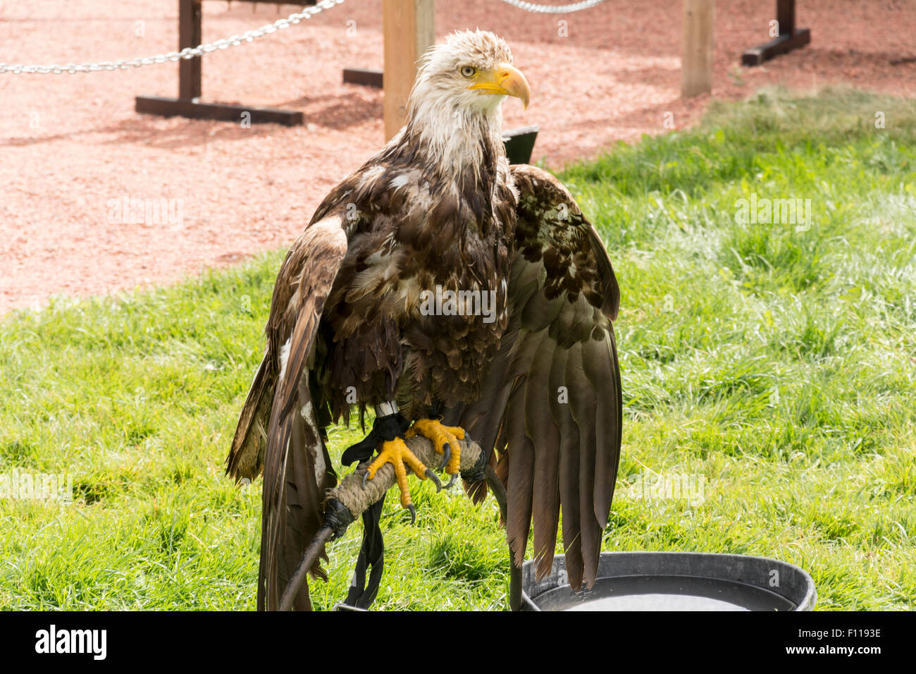 A bald eagle taken at the Birds of Prey in CoalDale, Alberta Stock