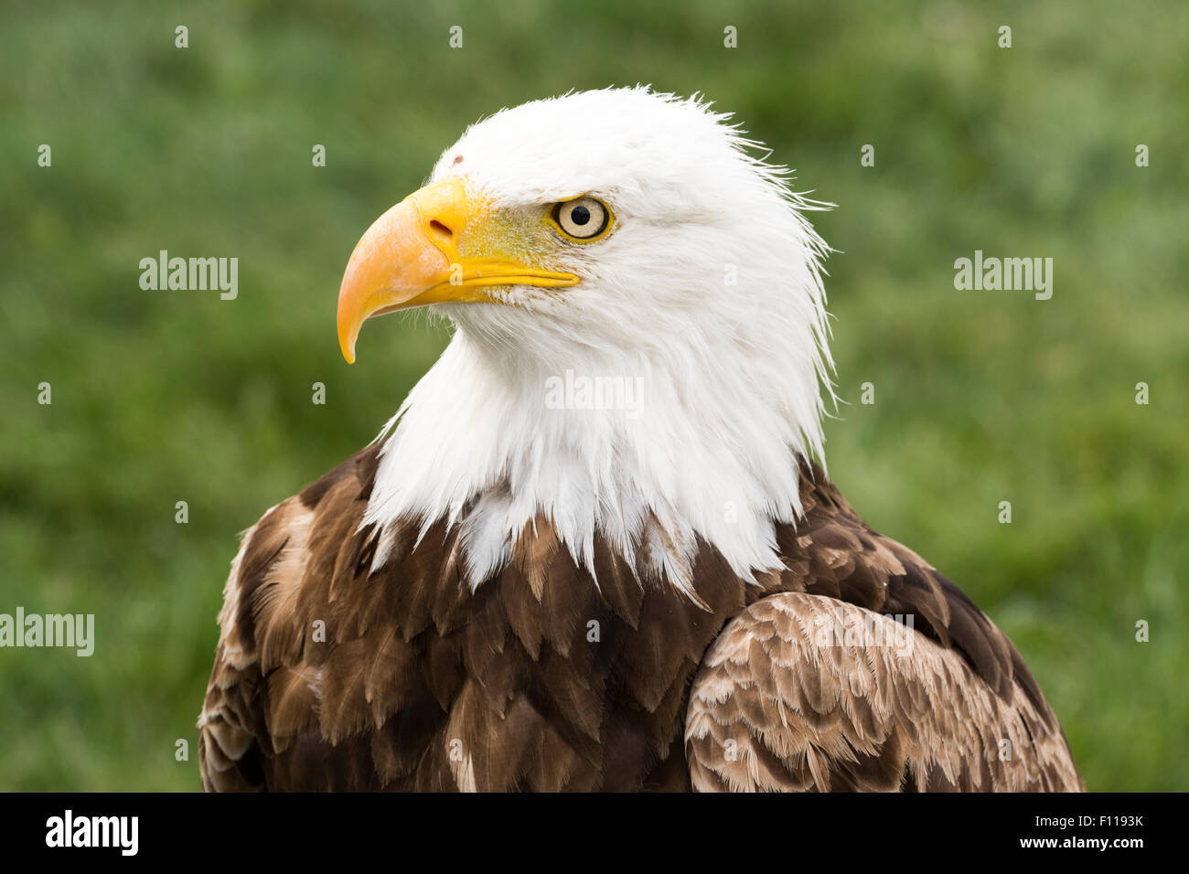 A bald eagle taken at the Birds of Prey in CoalDale, Alberta Stock
