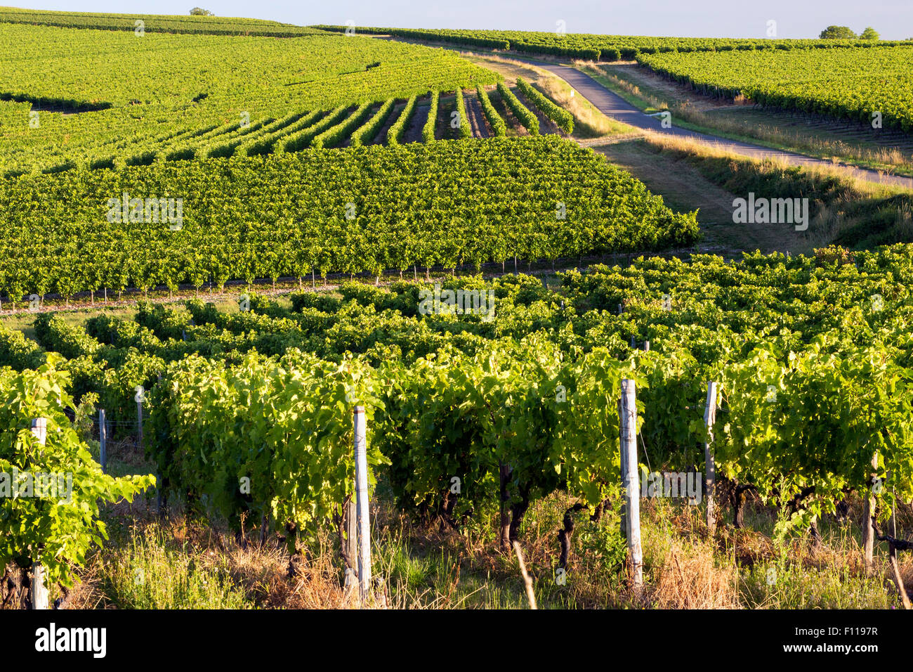 Vineyards, Charentes, south west France Stock Photo