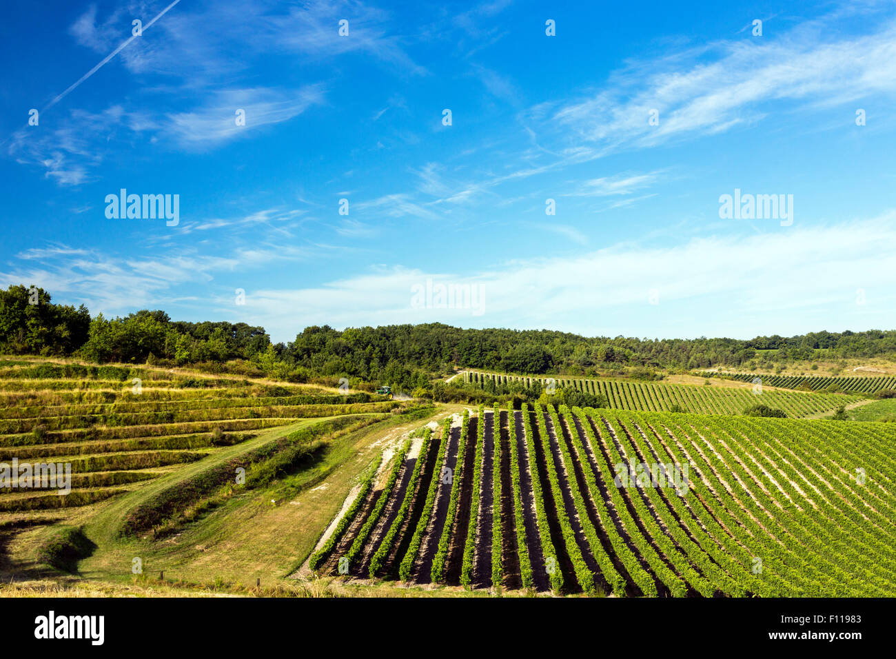 Vineyards, Charentes, south west France Stock Photo - Alamy