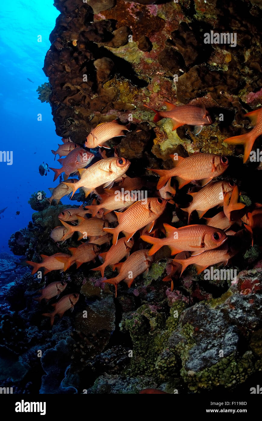 SCHOOL OF SOLDIERFISH SWIMMING FRONT TO CORAL REEF Stock Photo