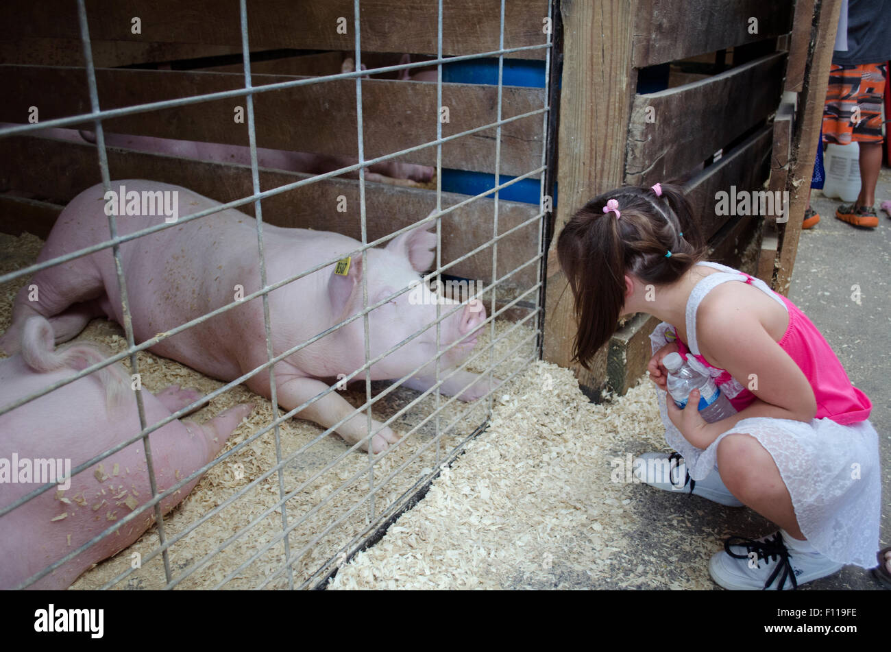 Small girl meets friendly pig at county fair livestock show Stock Photo