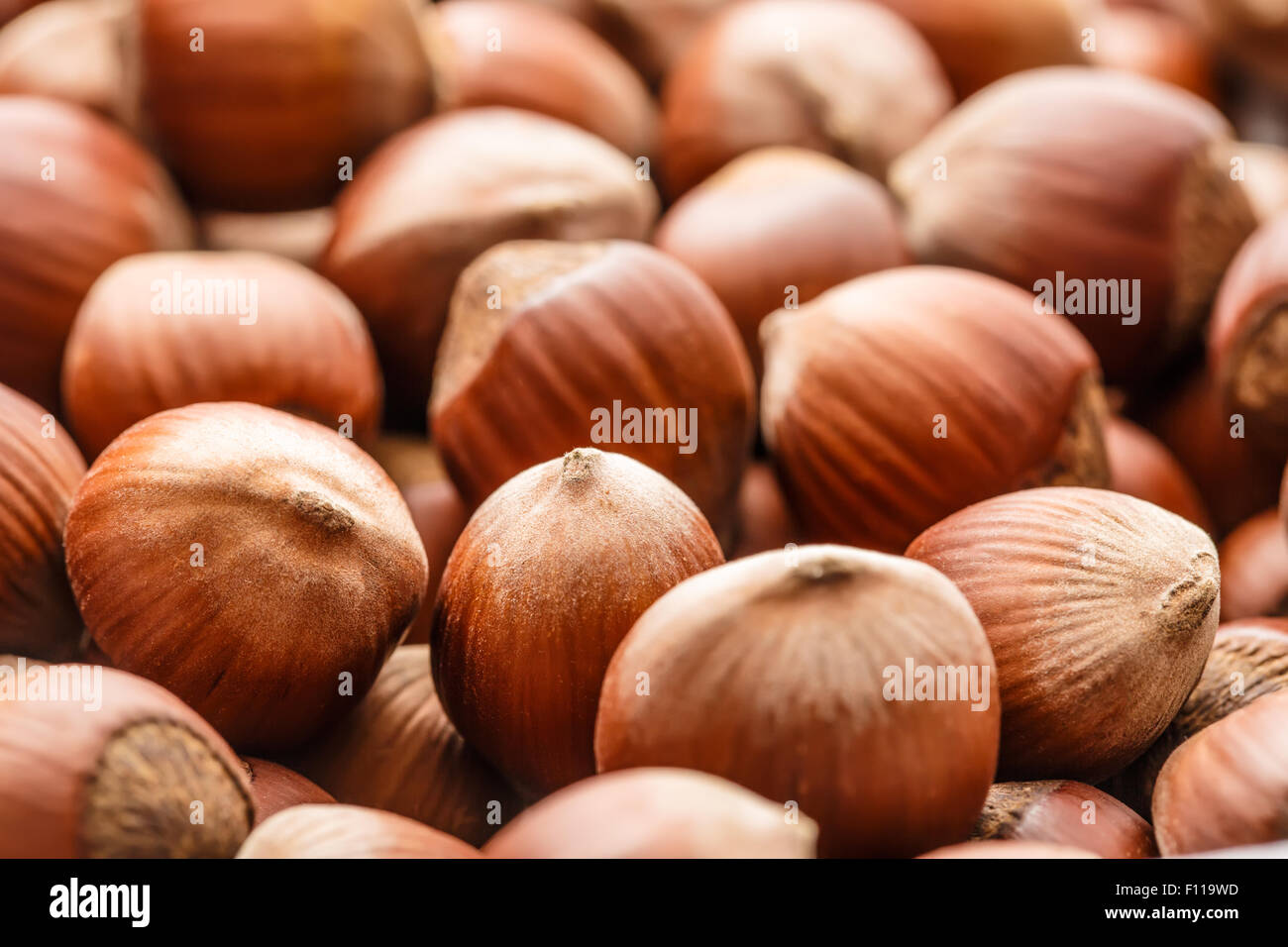 Fresh brown hazelnut as background in closeup Stock Photo