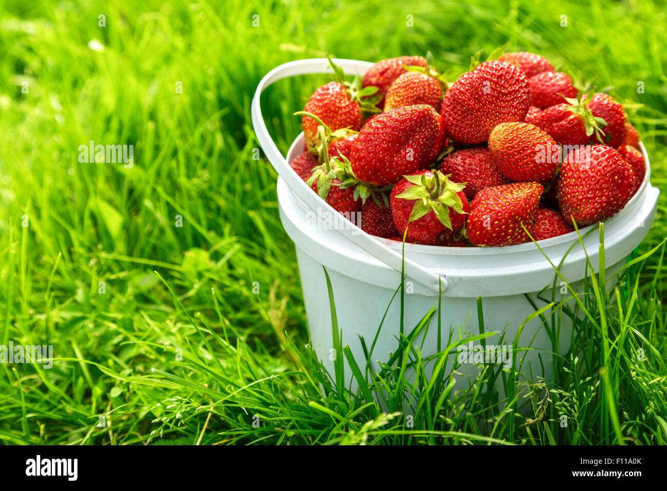 Ripe strawberry in basket on green grass Stock Photo - Alamy