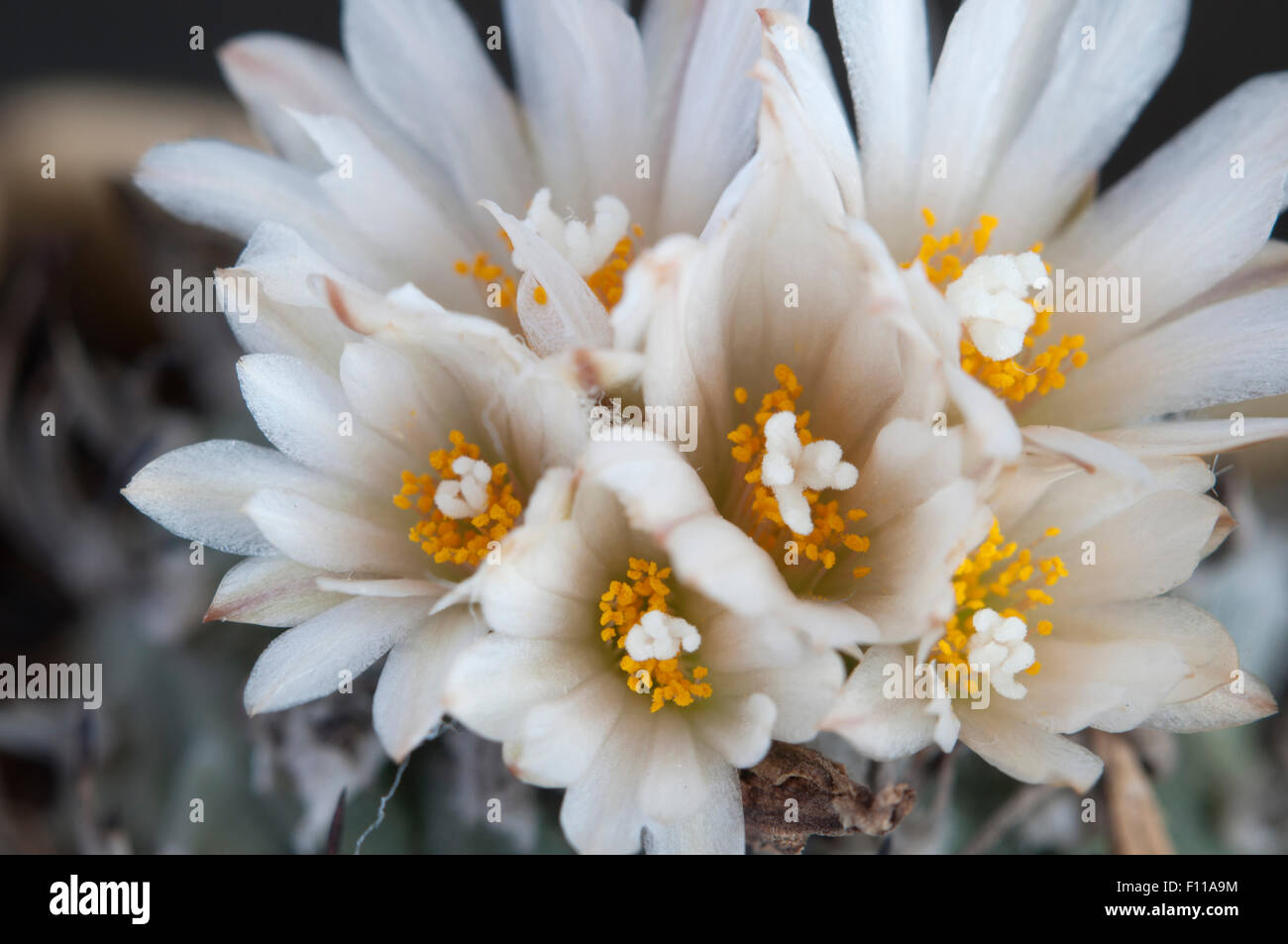 Flowering cactus Turbinicarpus macrochele, macro shot Stock Photo