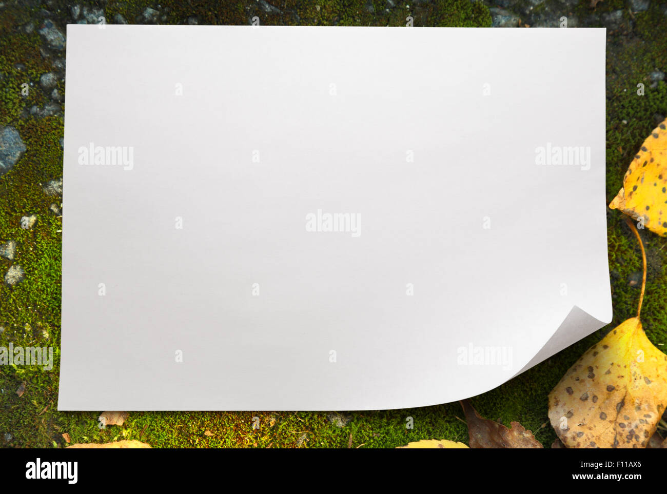 Blank sheet of paper on moss background stock photo alamy