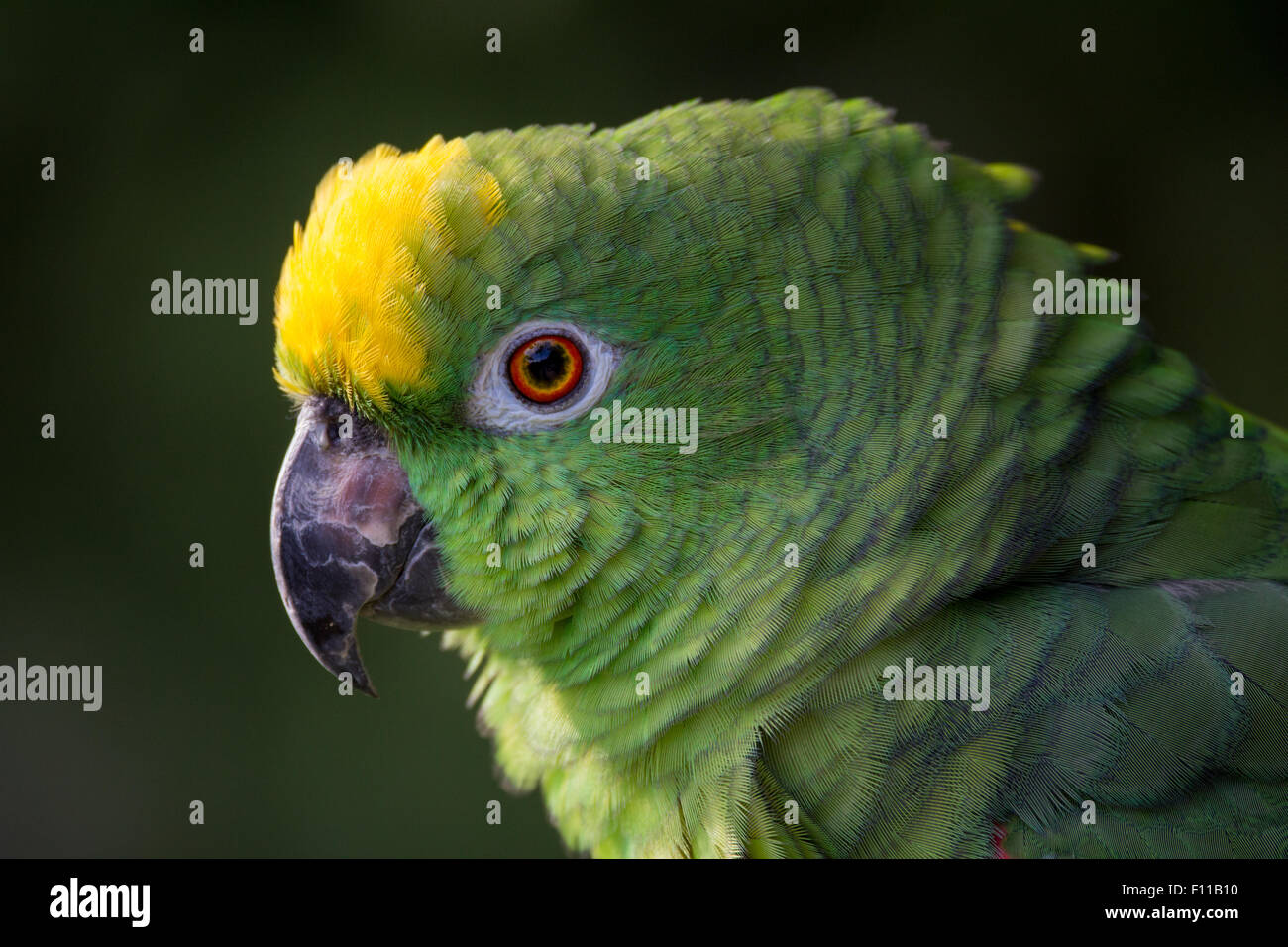 Closeup of yellow crowned amazon parrot of South America Stock Photo