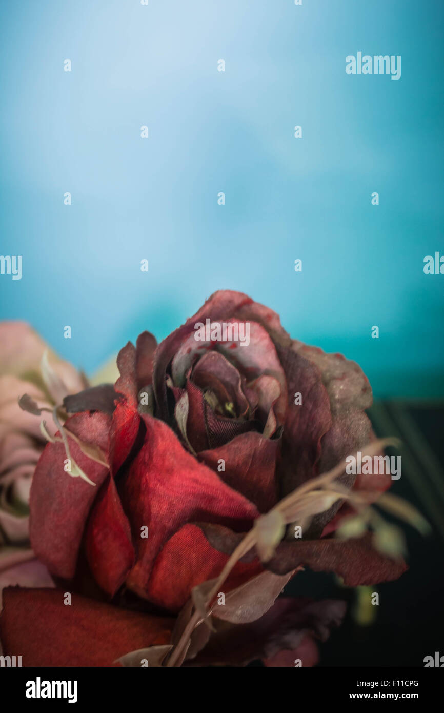 Red roses with blurry images on a blue background Stock Photo - Alamy