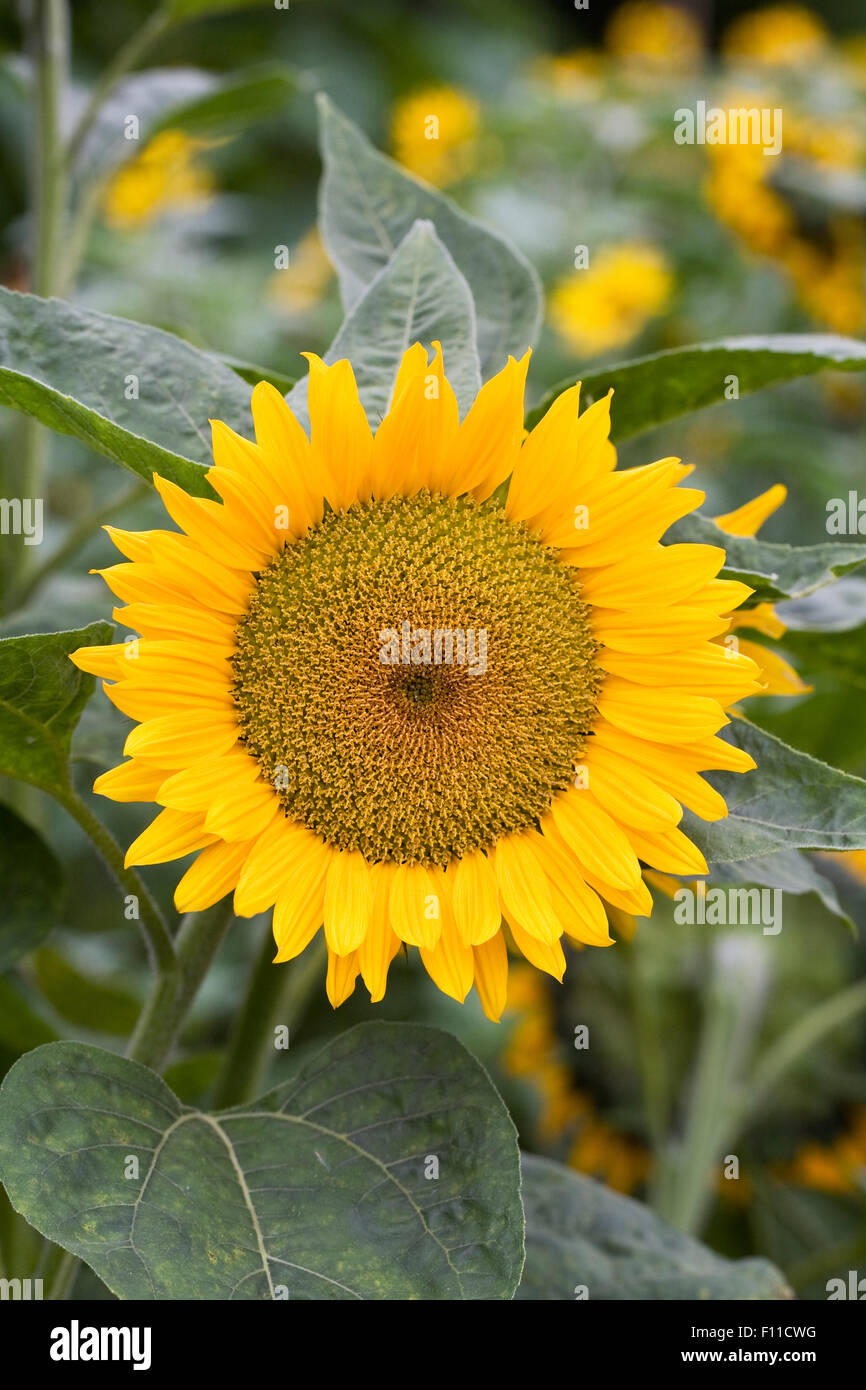 Helianthus annuus 'Maya Gold' flower. Stock Photo