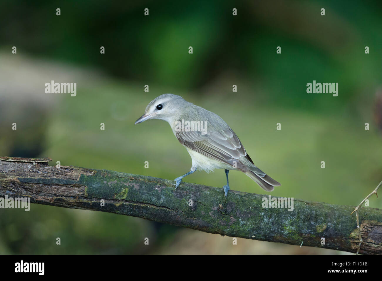 Warbling Vireo - on migration Vireo gilvus Gulf Coast of Texas, USA BI027365 Stock Photo