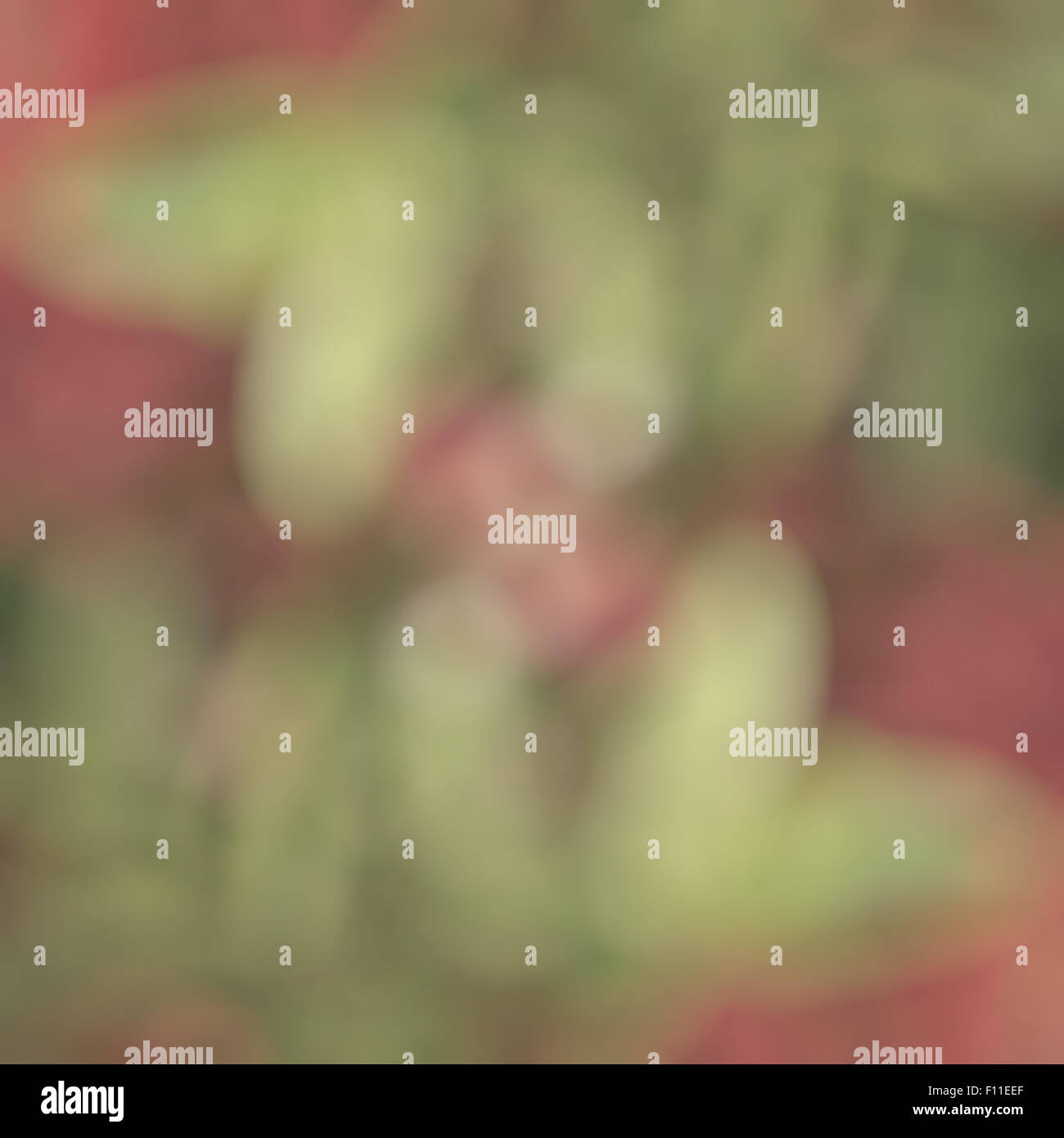 blurred flower background Stock Photo Alamy