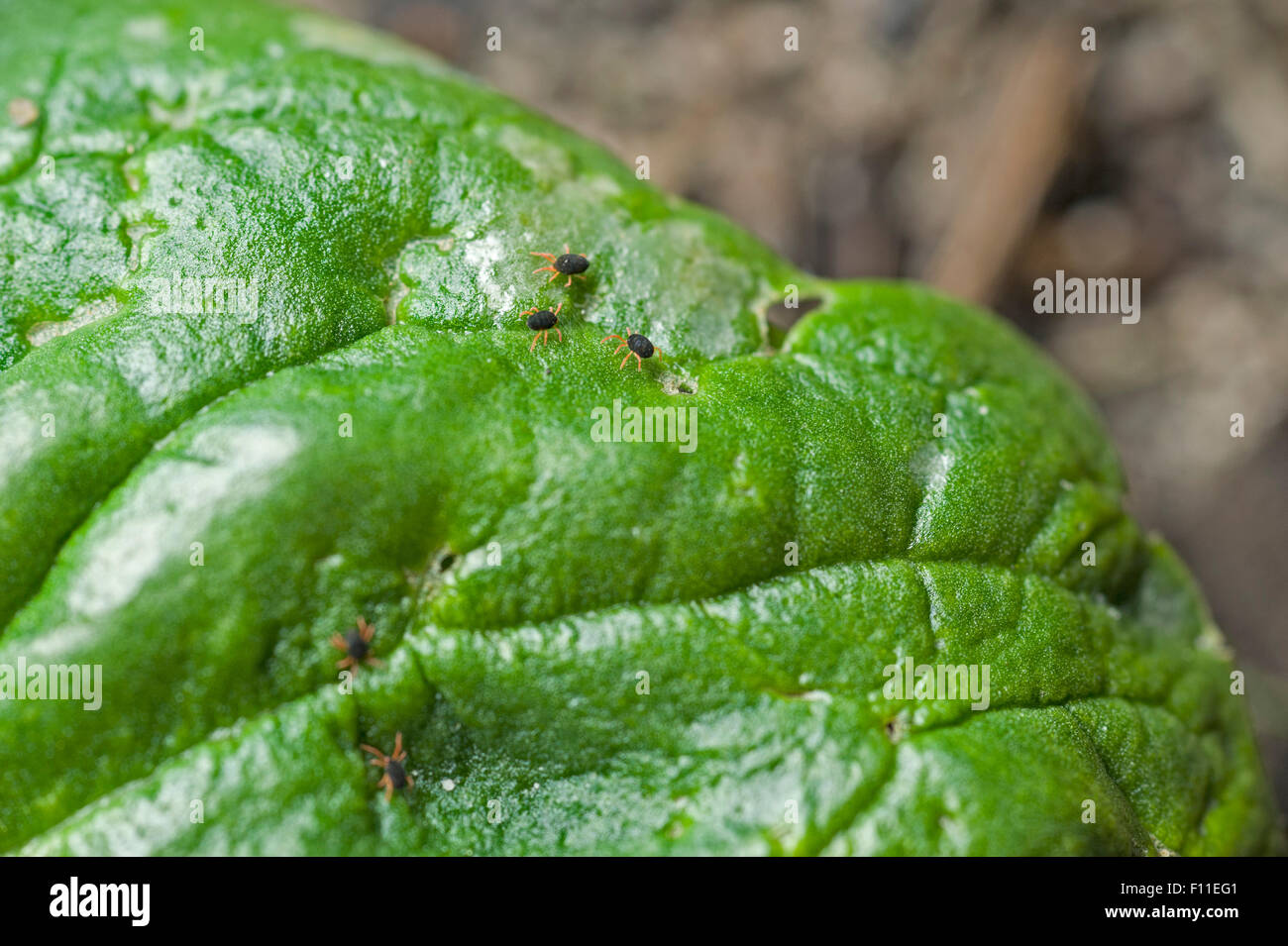 Redlegged earth mites (Halotydeus destructor) on English spinach Stock Photo