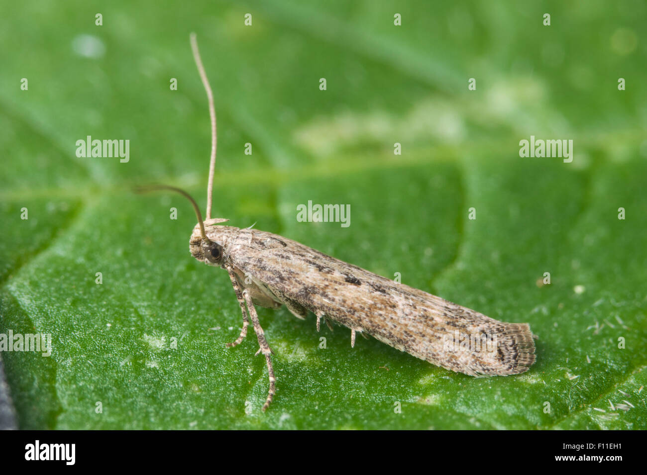 Potato tuber moth (Phthorimaea operculella) Stock Photo