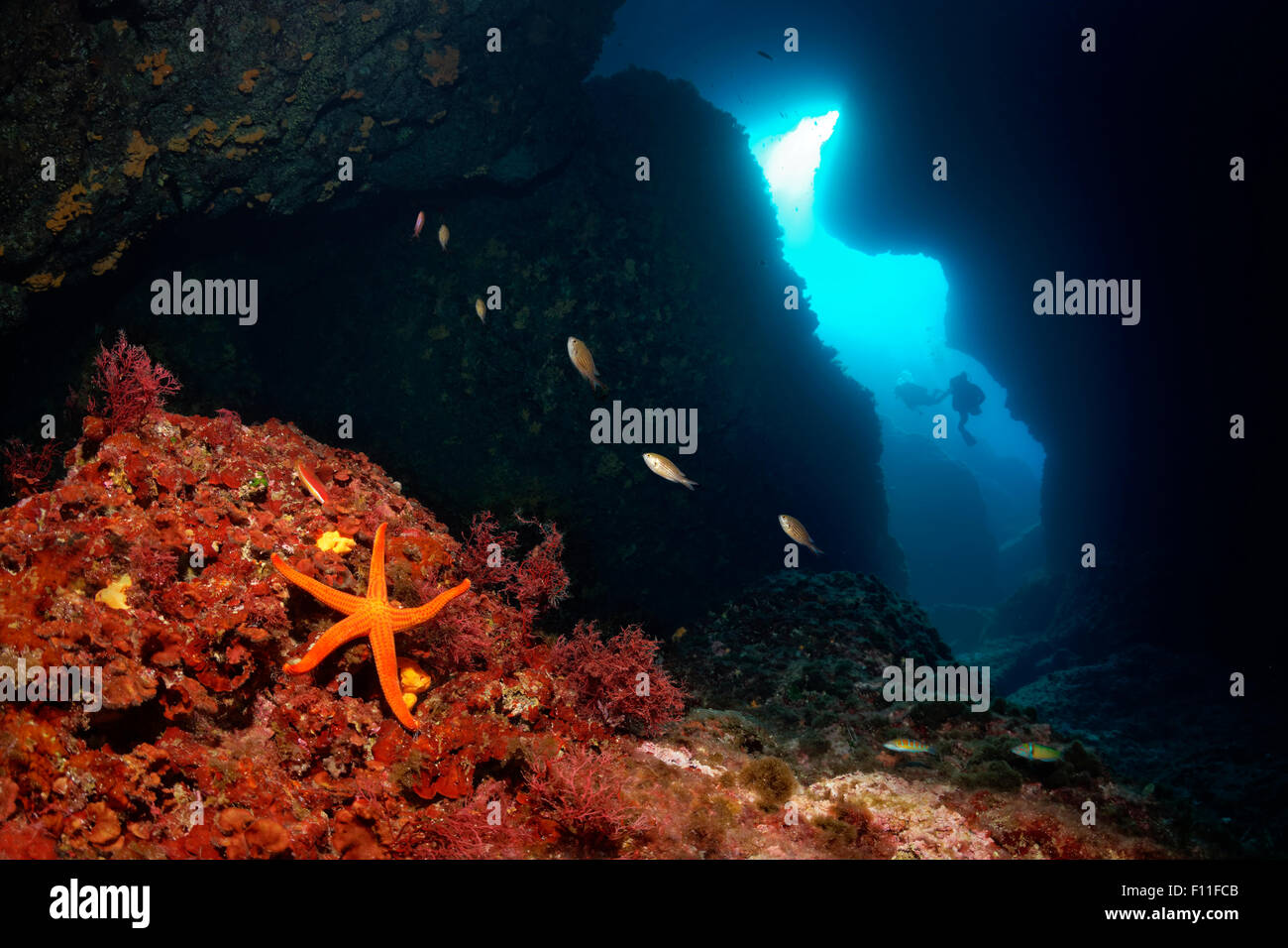 Two divers in a cave entrance, Amphiroa rigida, damselfish (Chromis chromis), red starfish (Hacelia attenuata), Corfu Stock Photo