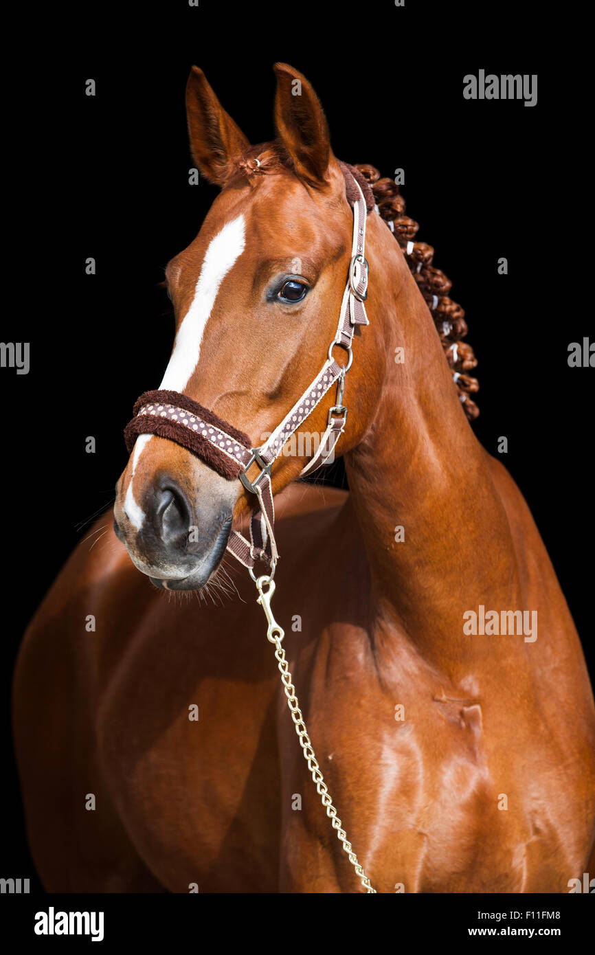 Hanoverian, bay, portrait with halter and braided mane Stock Photo