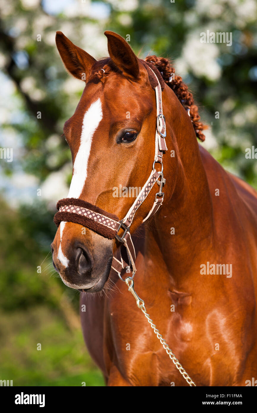 Hanoverian, bay, portrait with halter and braided mane Stock Photo