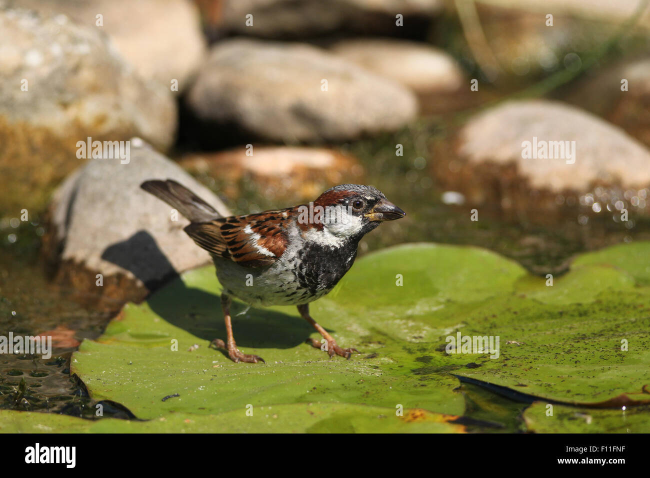 House sparrow (Passer domesticus), male, on a lily pad in the pond, Bavaria, Germany Stock Photo
