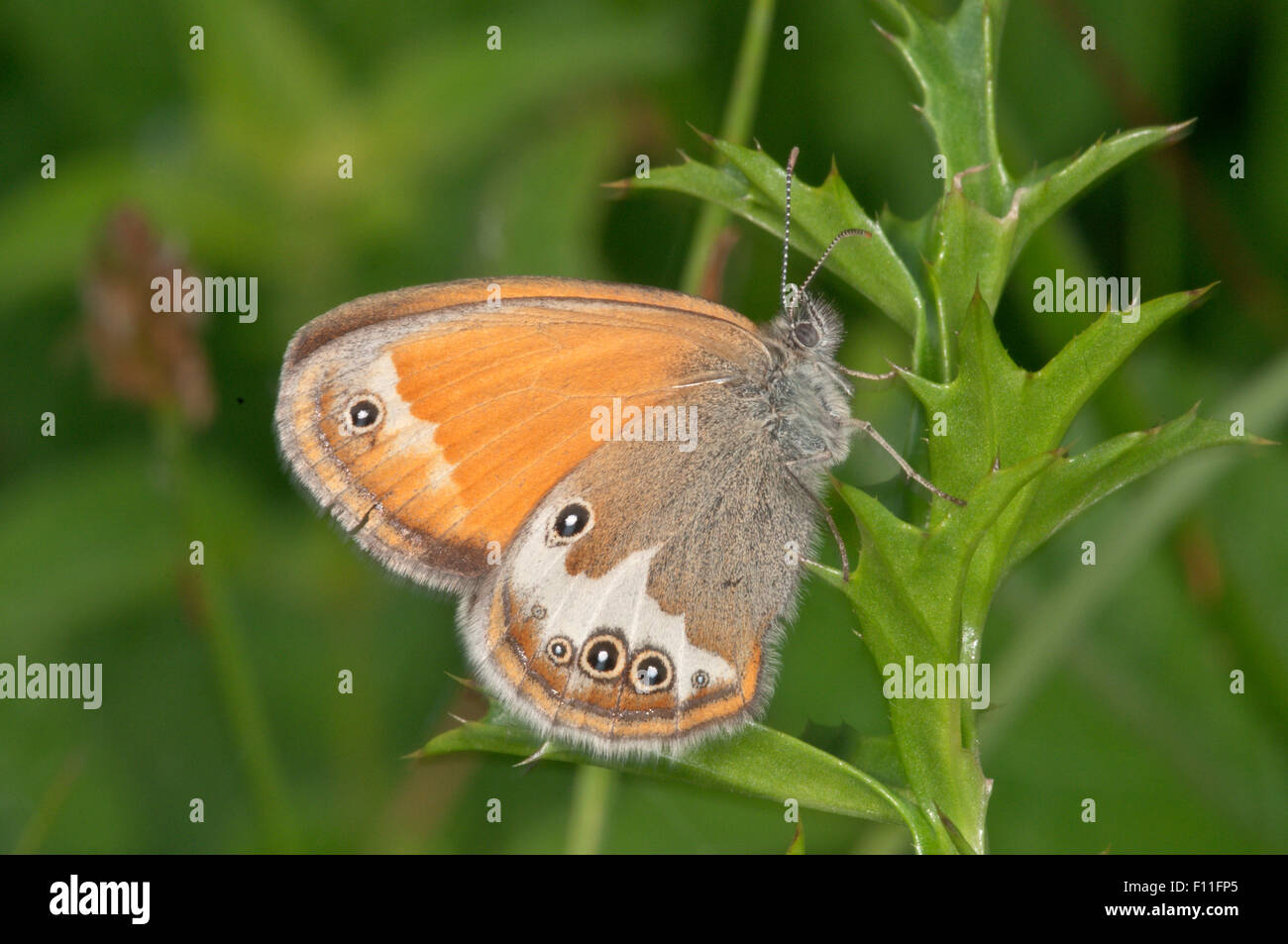 Pearly Heath (Coenonympha Arcania) at rest, Baden-Württemberg, Germany Stock Photo